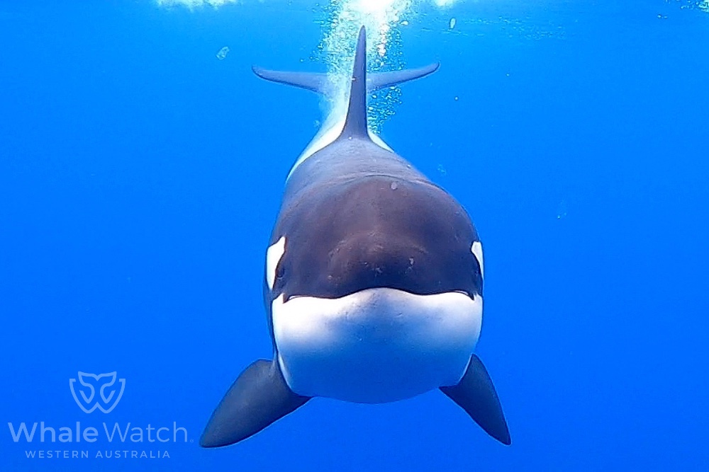 Bremer Bay Orca Experience