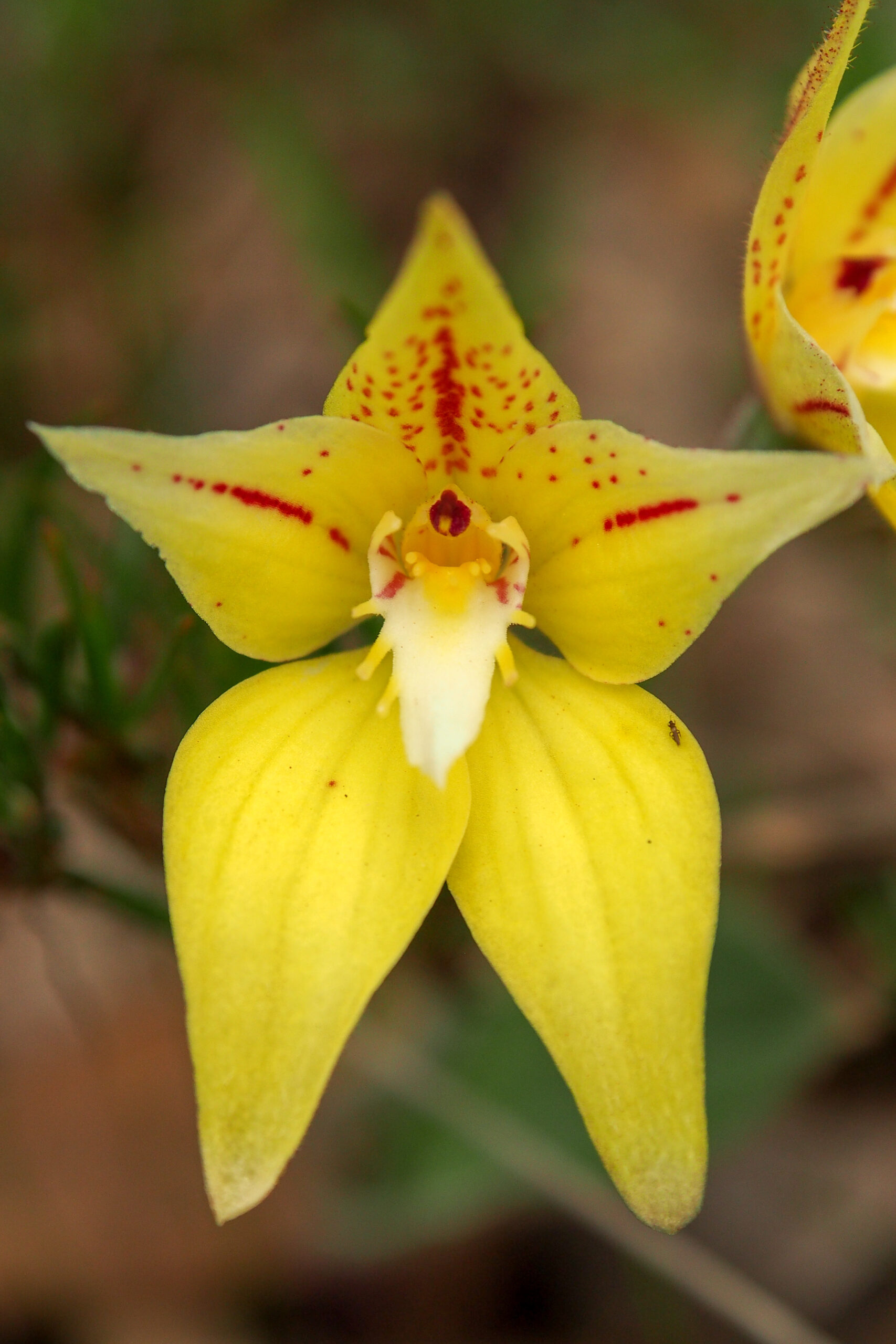 Wild Flowers and Orchids of Western Australia Photographic Day Tour