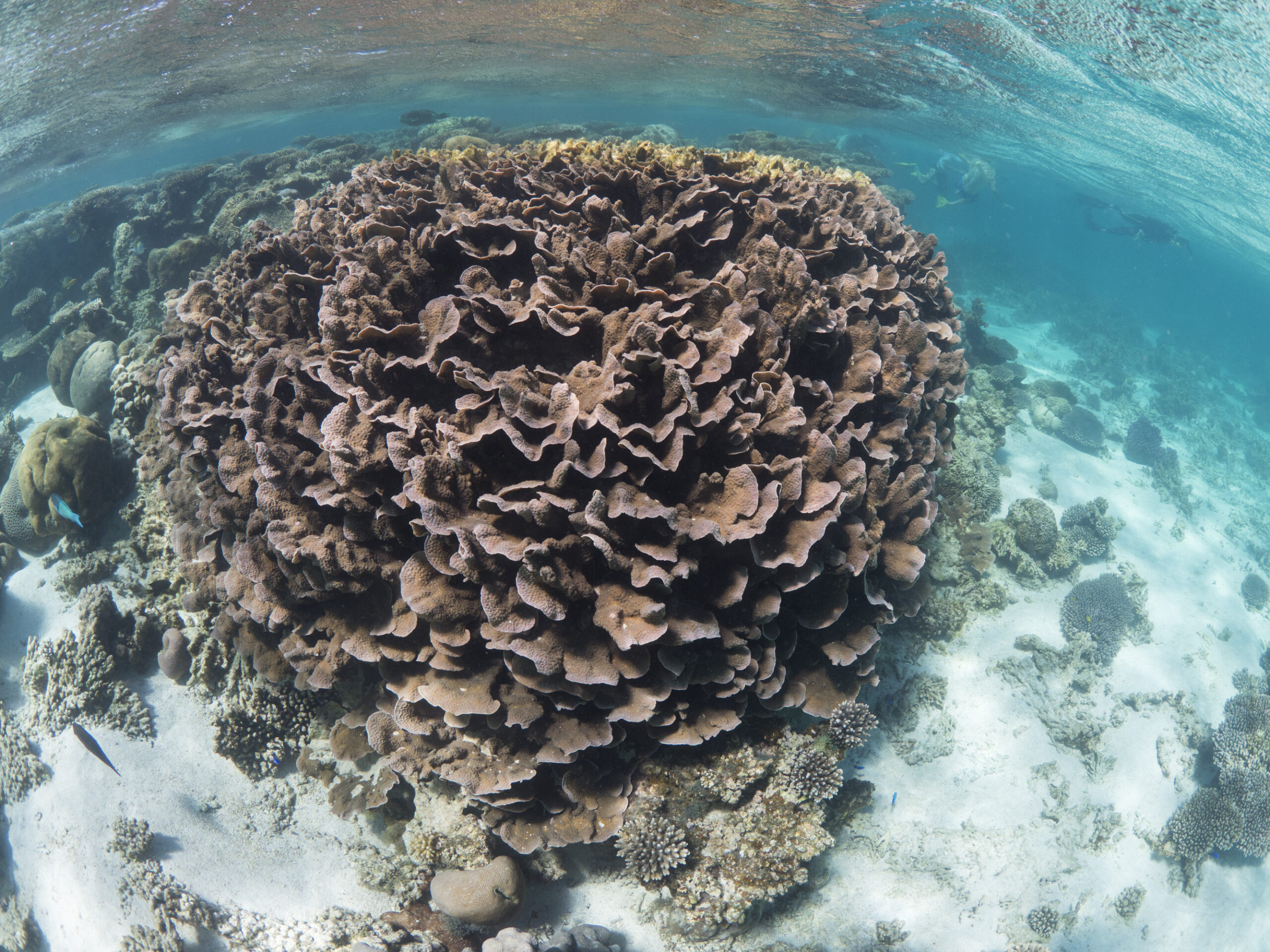 1 hour Coral Viewing Cruise