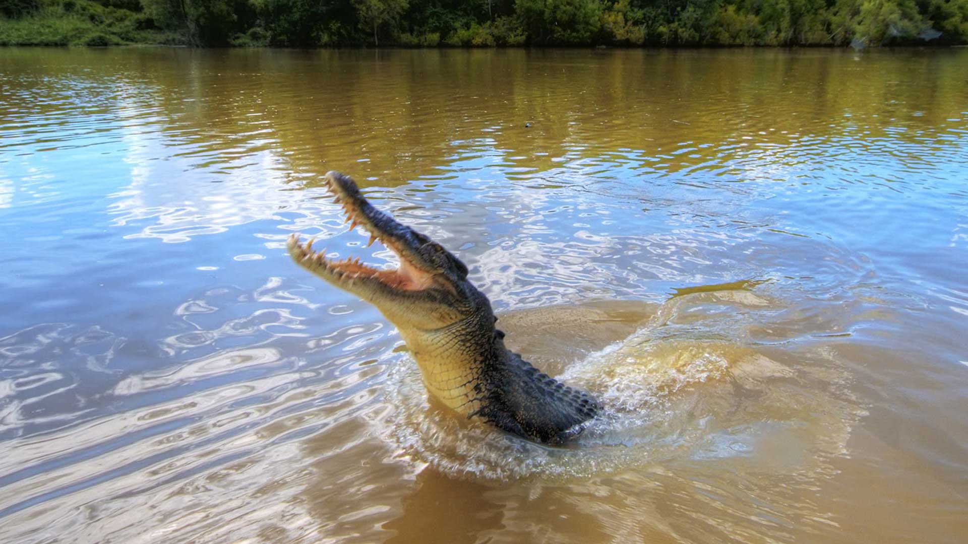 Darwin City Sights & Jumping Crocs