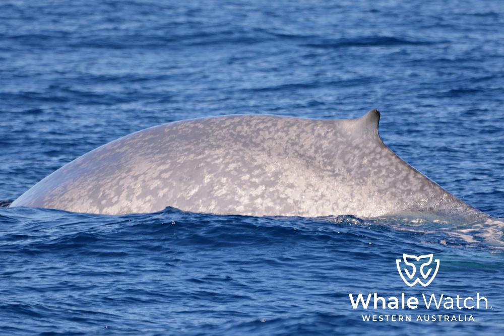 Perth Canyon Blue Whale Research Tour