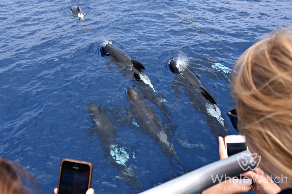 Bremer Bay Orca Experience