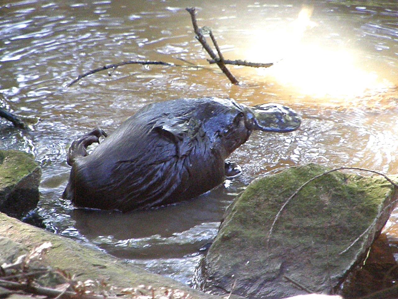 Wildlife Wander Dusk Tour