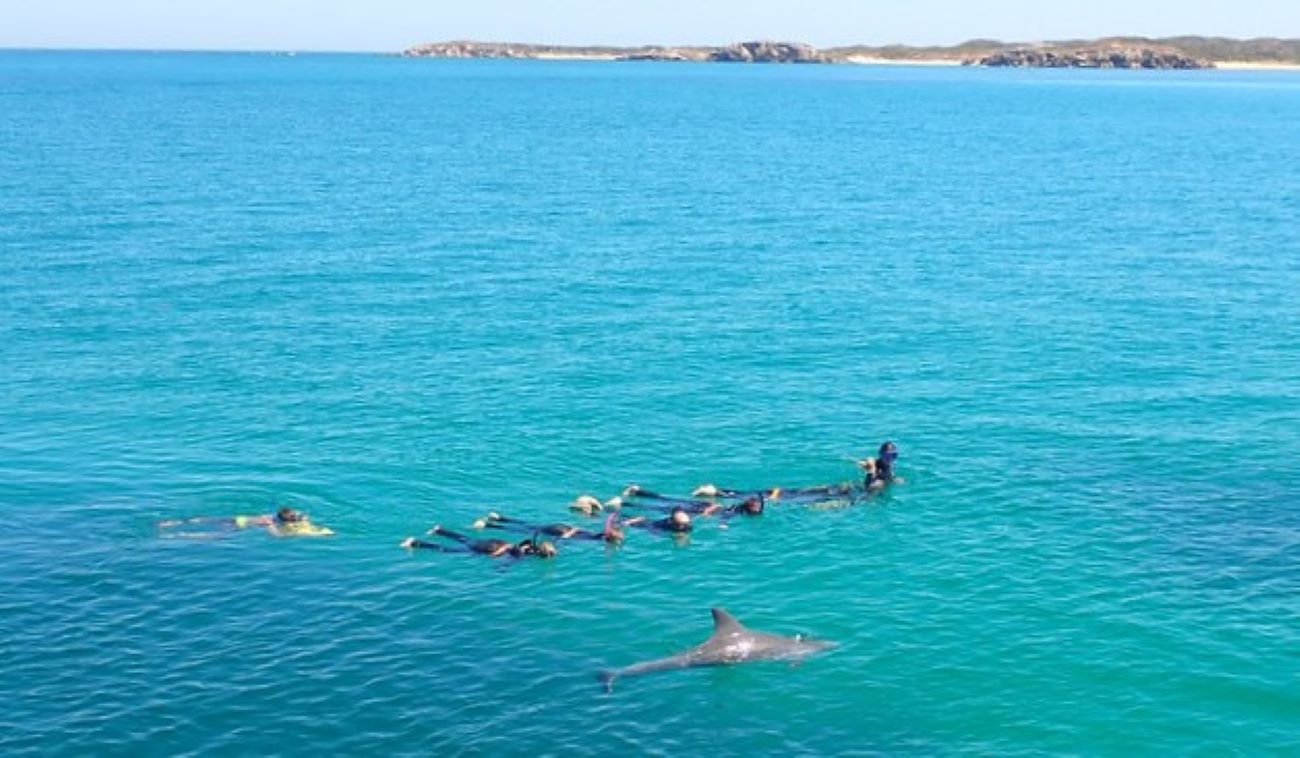 Swim with Wild Dolphins (meet the boat in Rockingham)