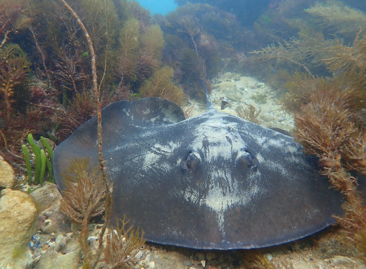 Discover SCUBA Dive