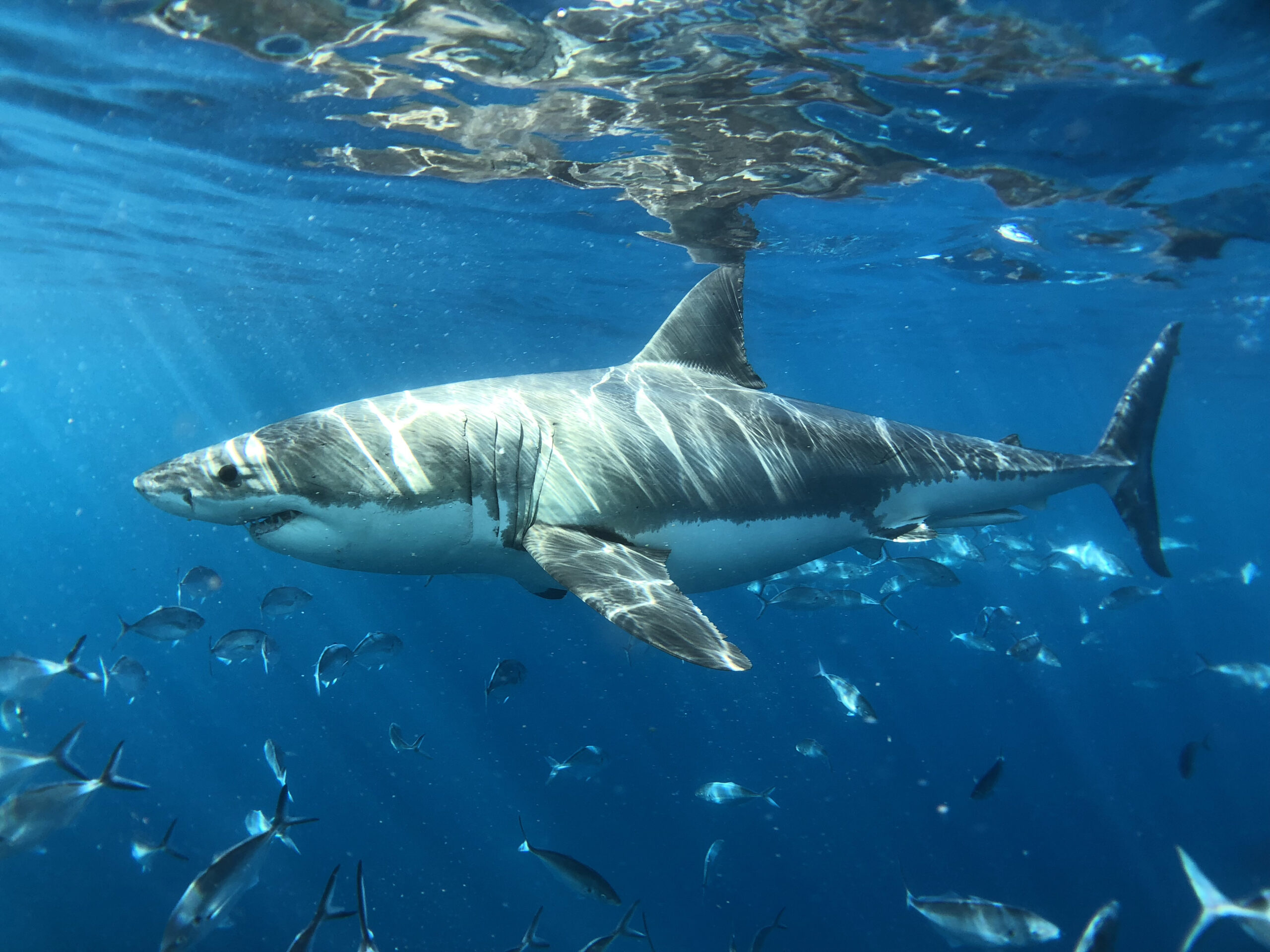 great white shark tour