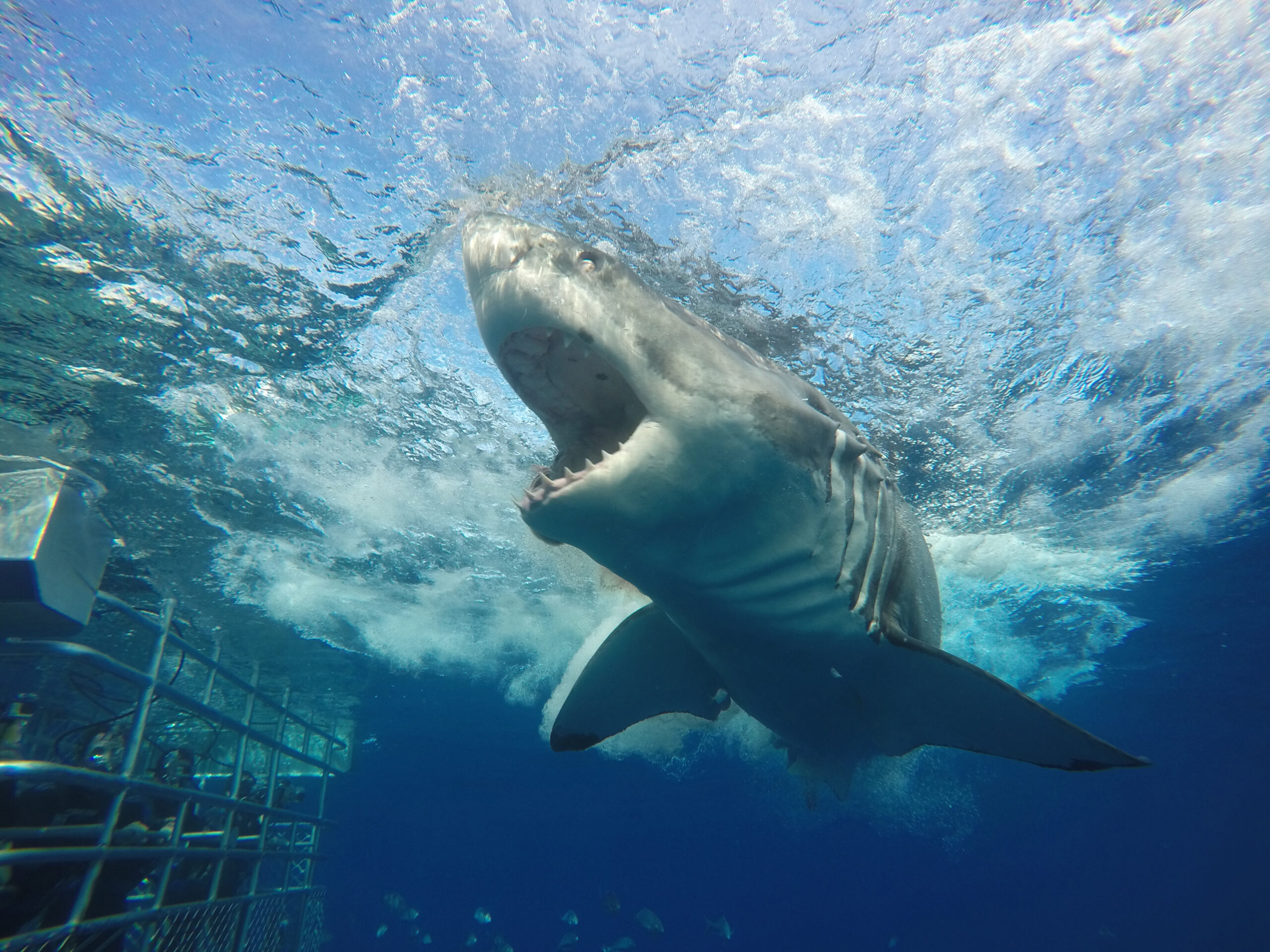 great white shark tour