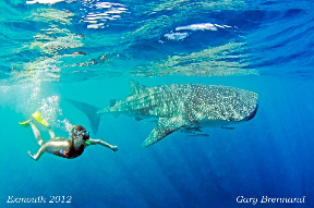 Deluxe Whaleshark Swim Tour aboard Blue Strike            (2 of 2 Boats Available).