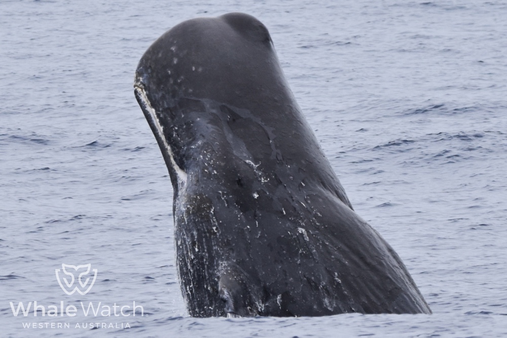 Bremer Bay Orca Experience