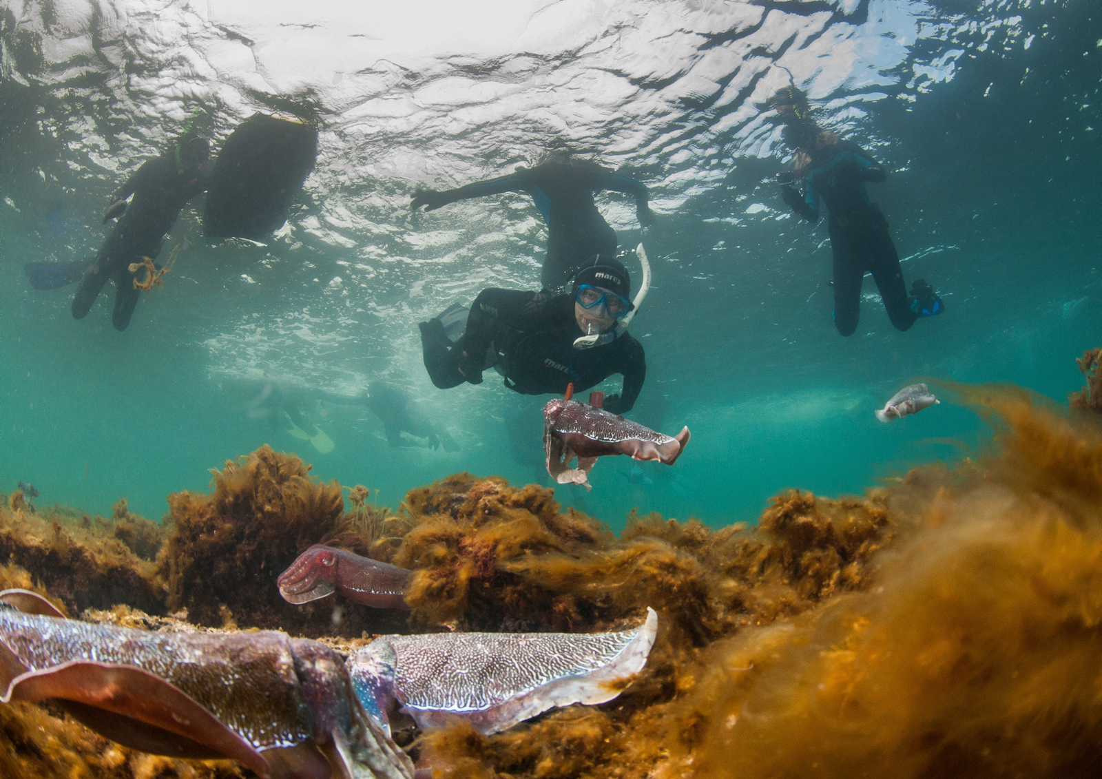 Swim with the Giant Cuttlefish