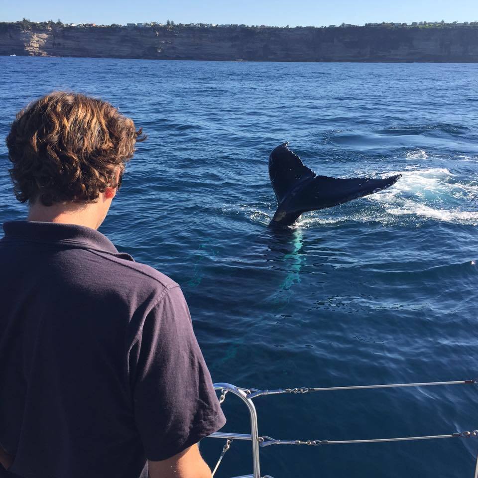 Sydney Dolphin and Whale Watching Experience