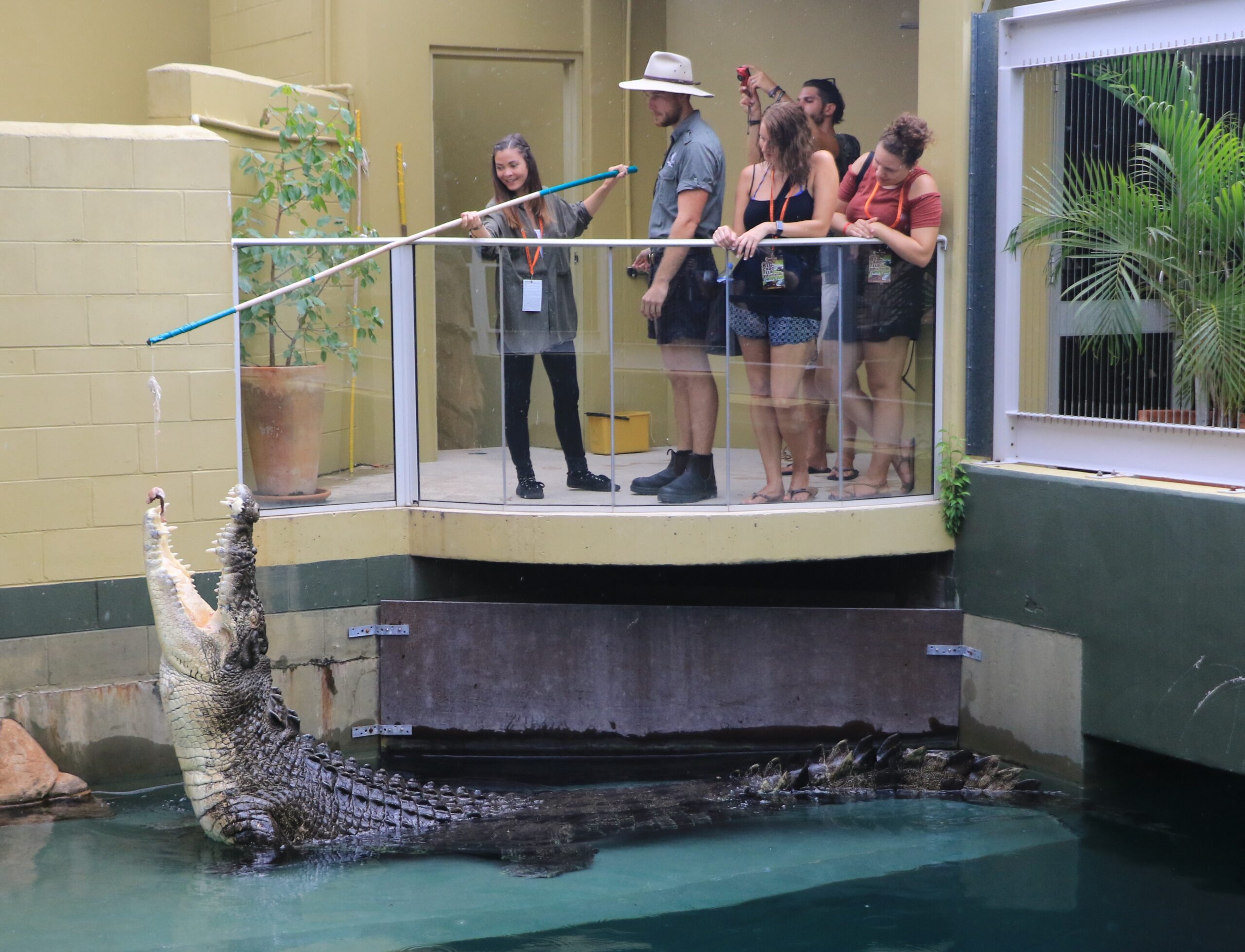 Big Croc Feed VIP Experience