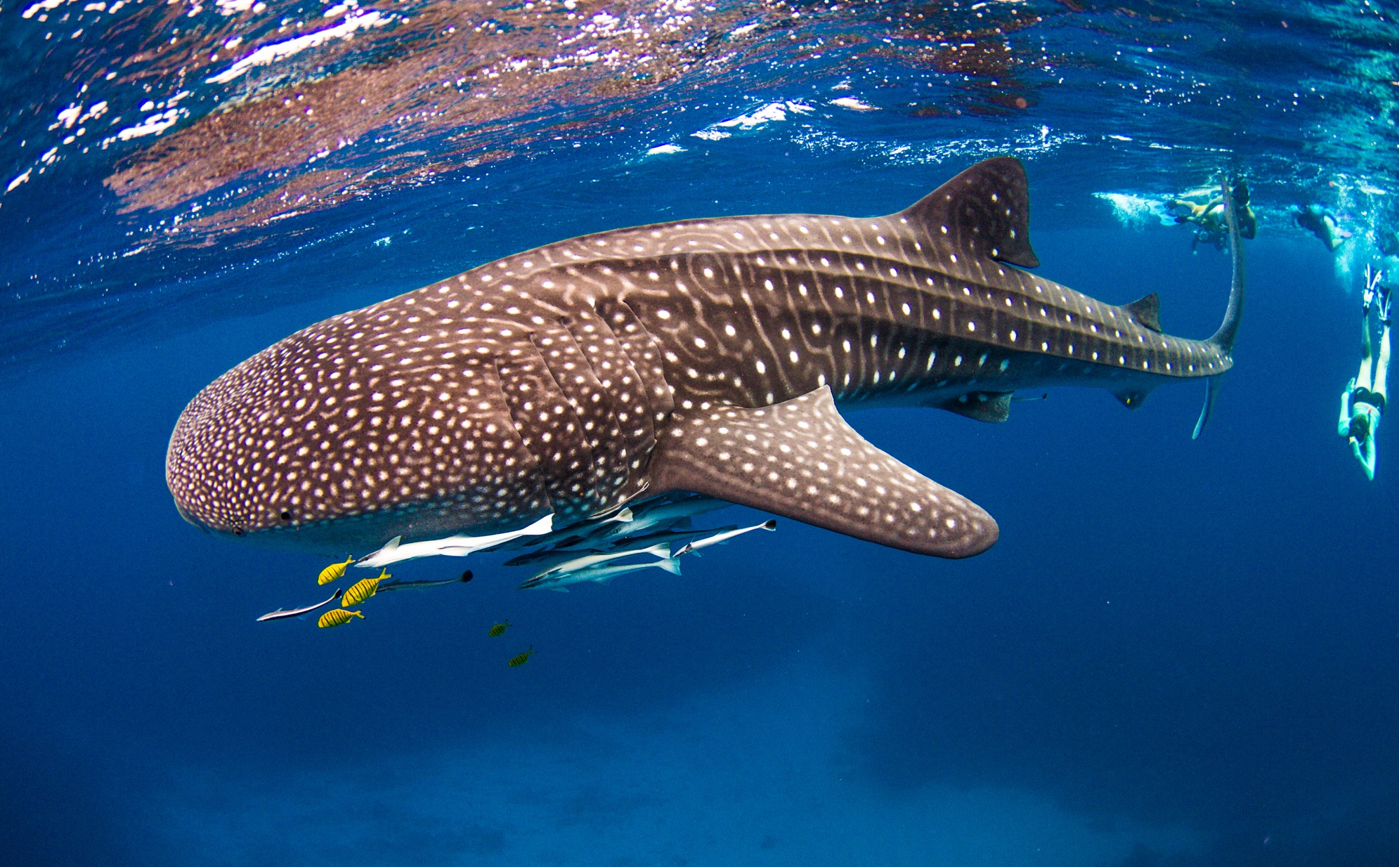 Google Agent of Whale Shark Adventure Swims Exmouth  (no observer)