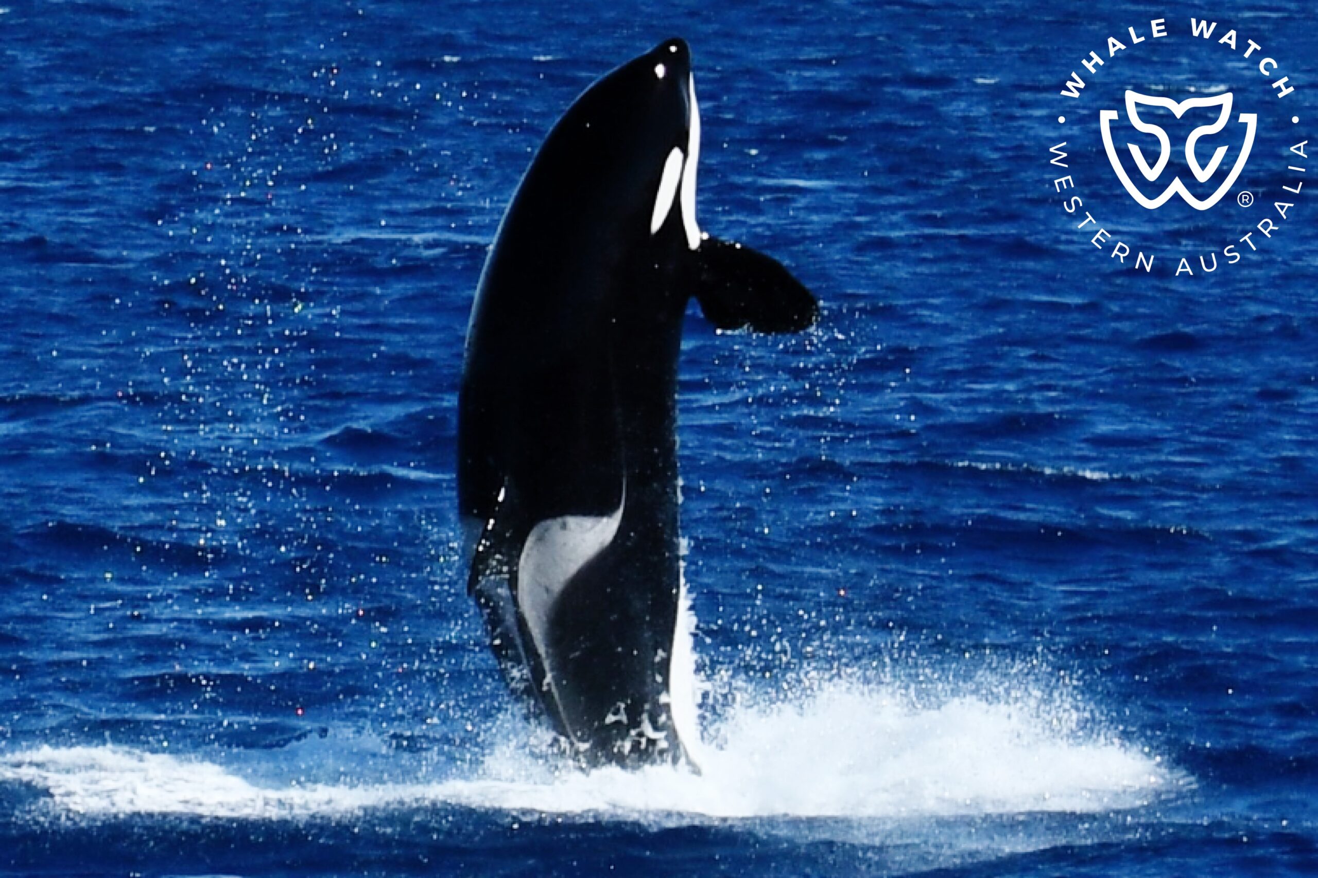 Bremer Bay Orca Experience