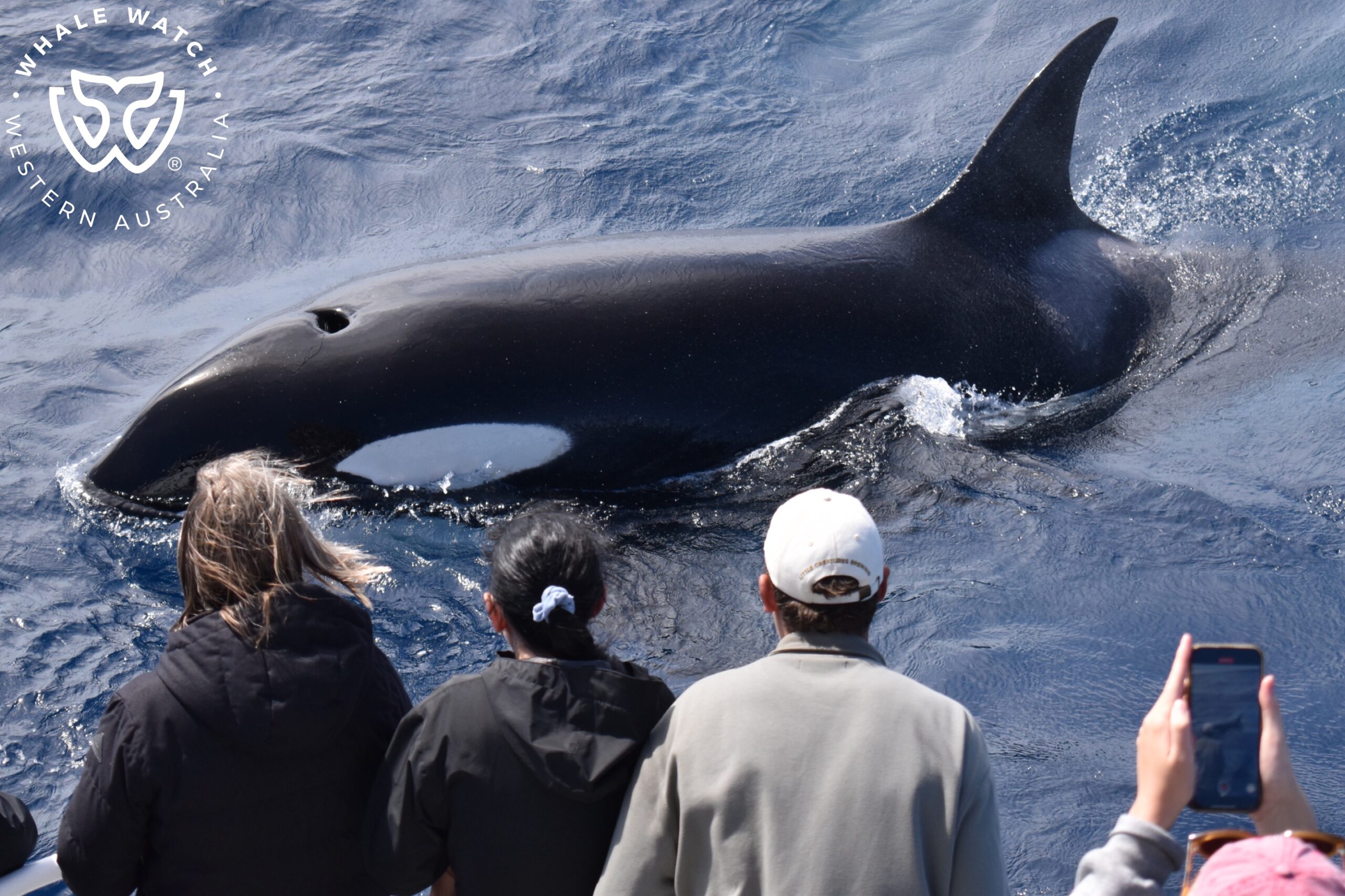 Bremer Bay Orca Experience