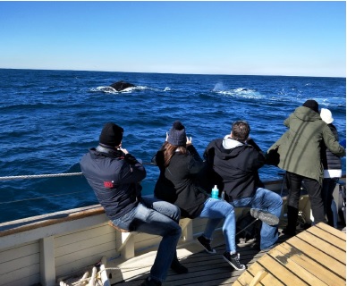 Whale & Sail – Whale Watching Cruise