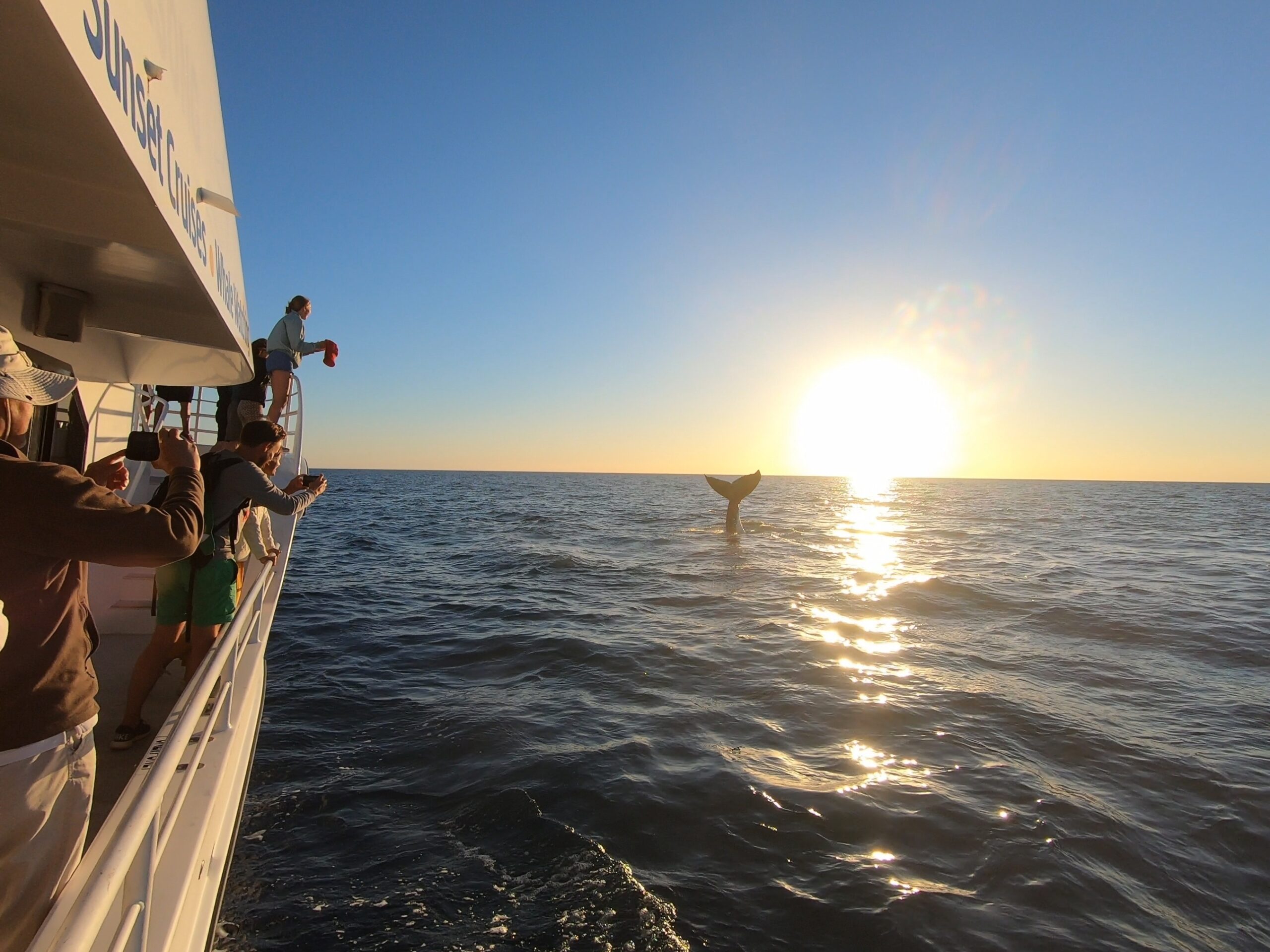 Hervey Bay Whale Search and Dolphin Watch