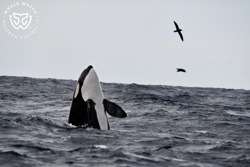 Bremer Bay Orca Experience