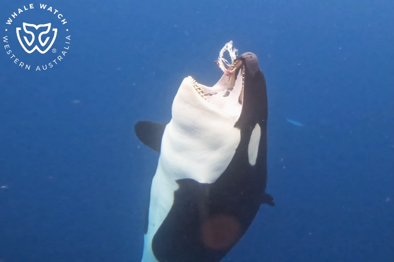 Bremer Bay Orca Experience