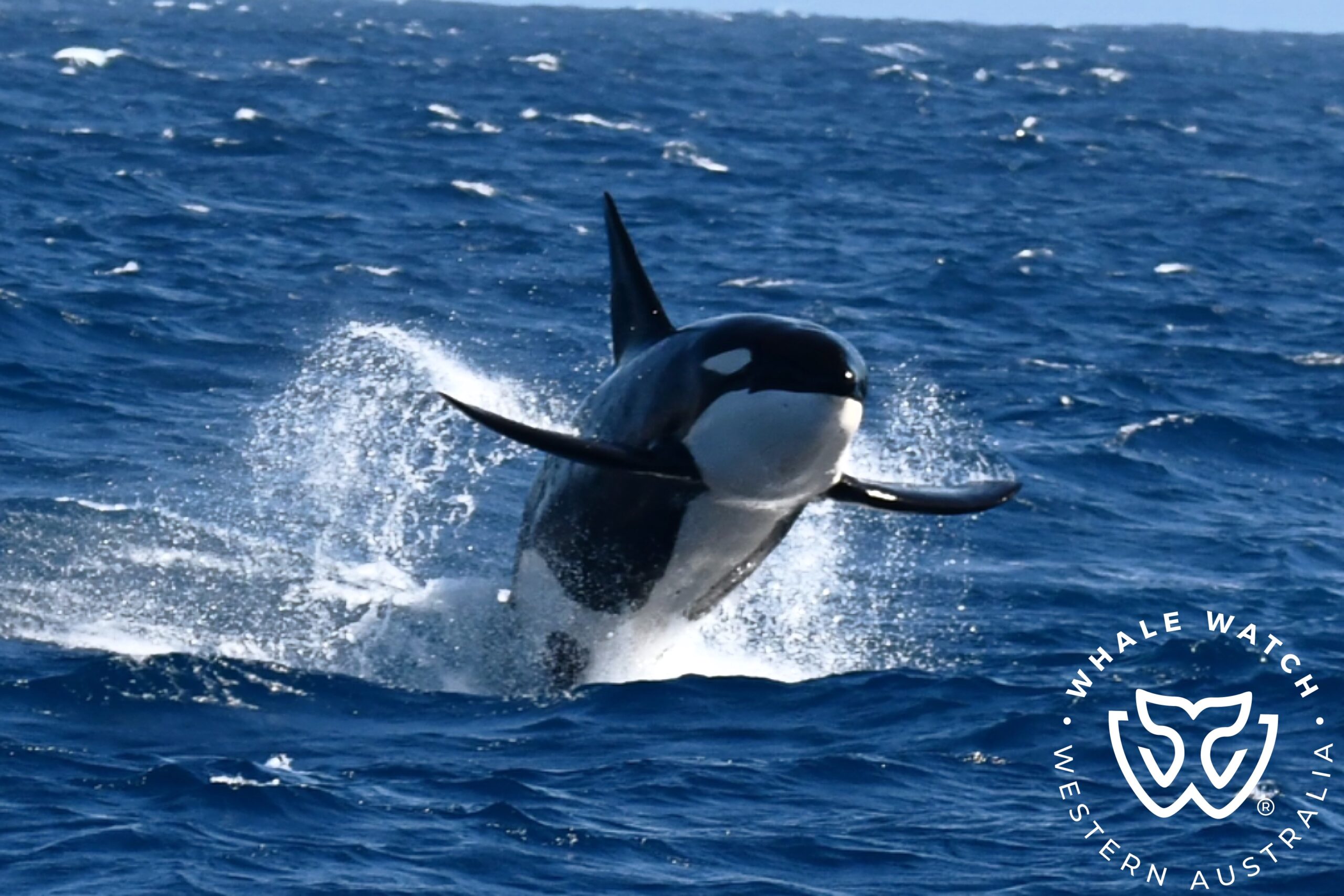 Bremer Bay Orca Experience