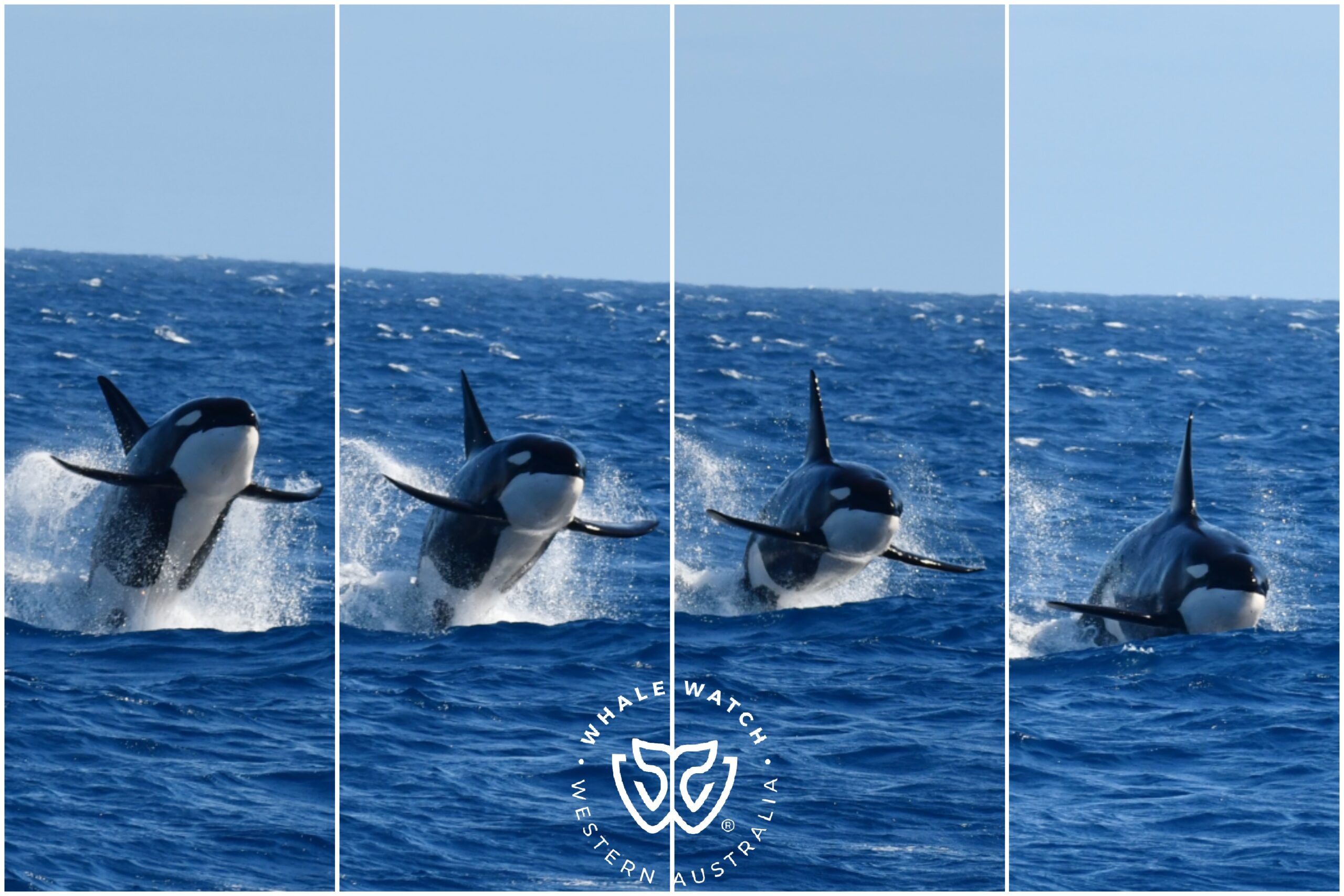 Bremer Bay Orca Experience