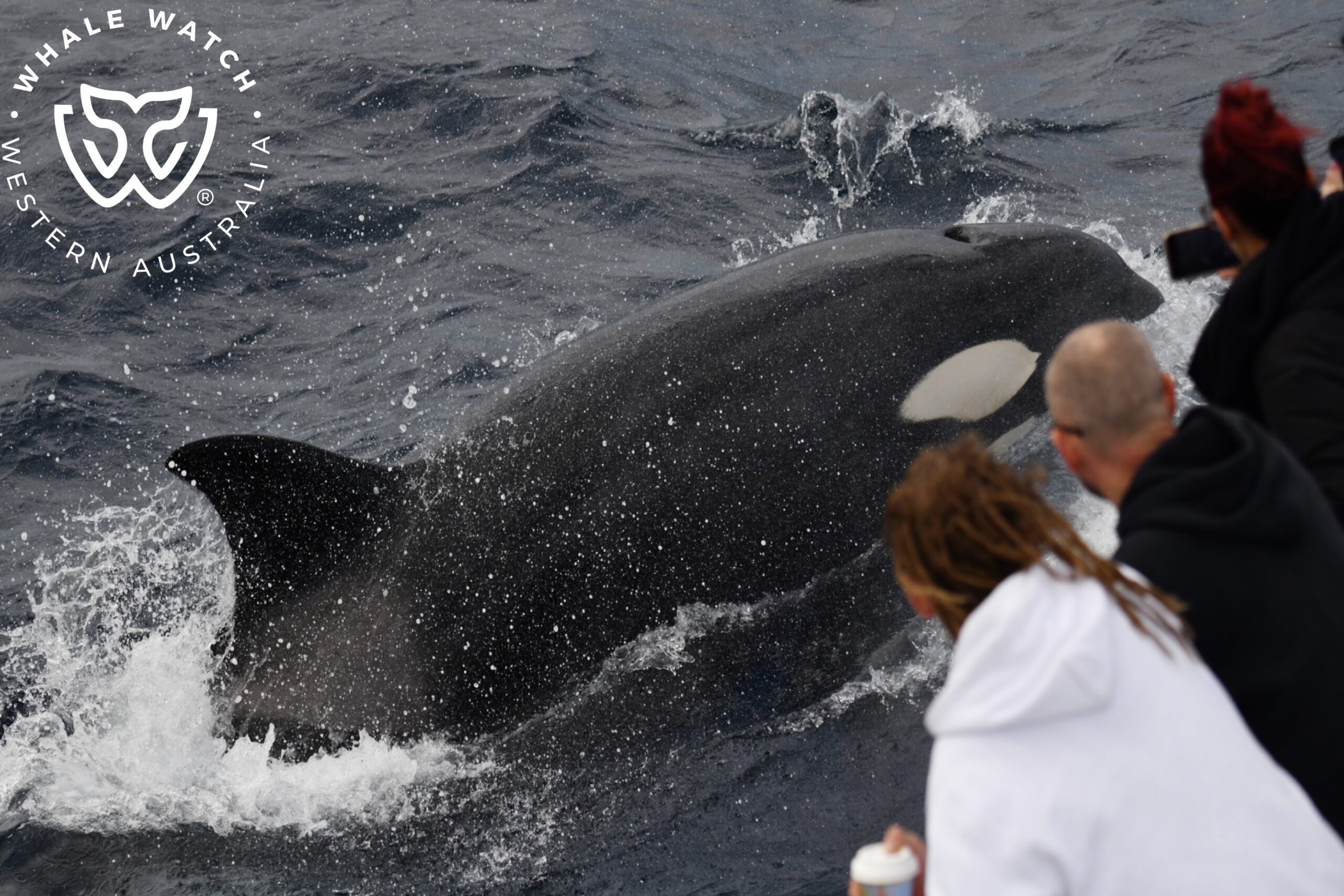 Bremer Bay Orca Experience
