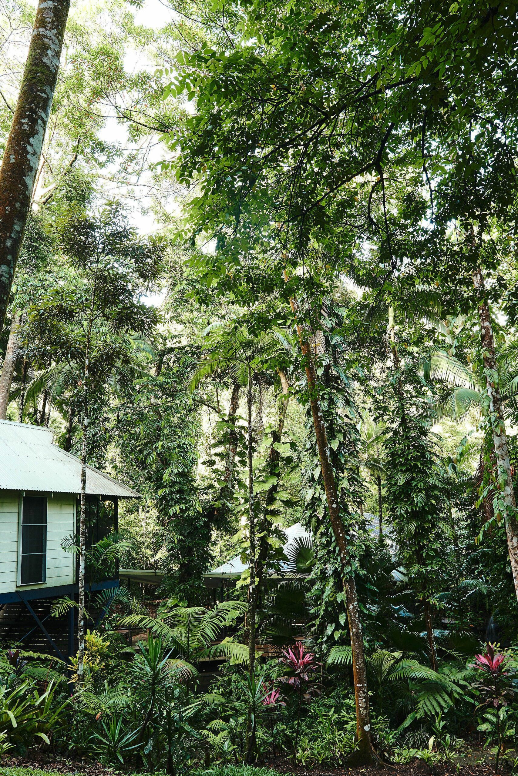 Daintree Ecolodge