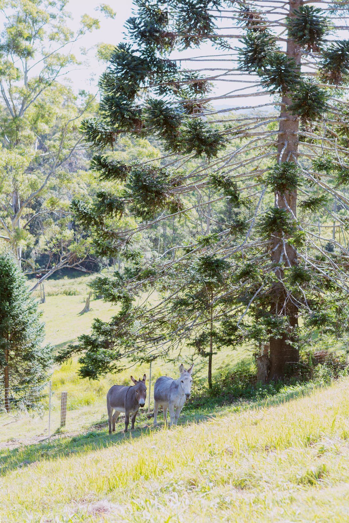 Whispering Valley Cottage Retreat