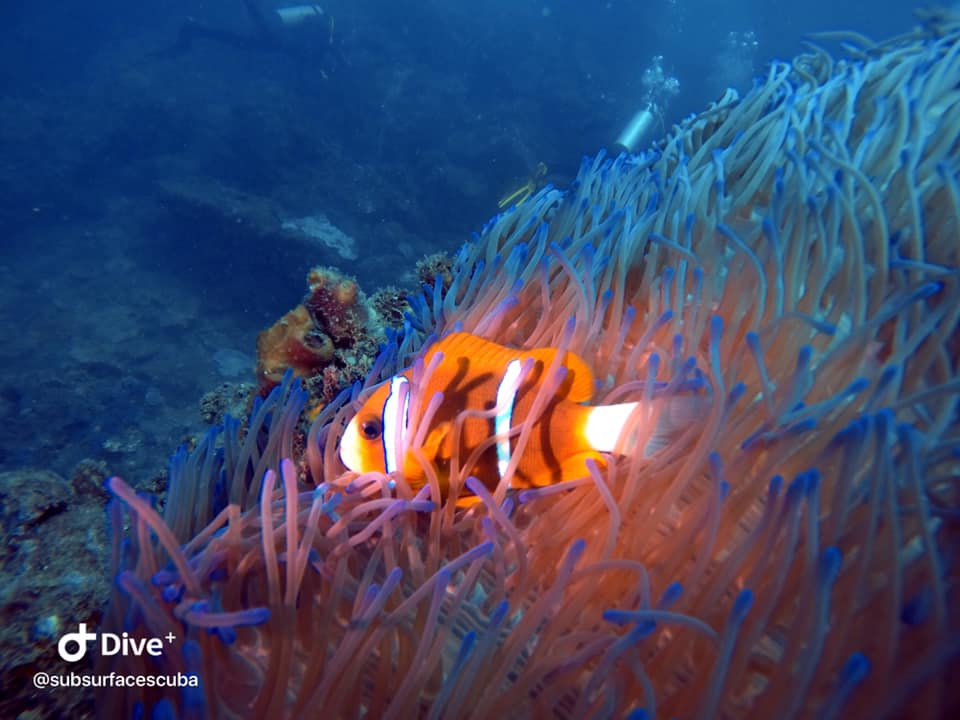 Introductory Dive Sunshine Coast Reefs - Single Dive