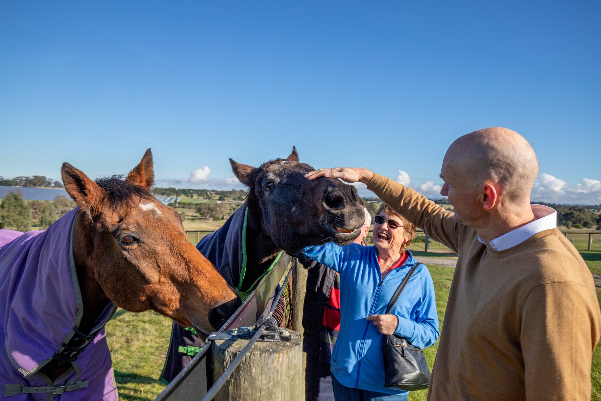 Half Day Racehorse Tour