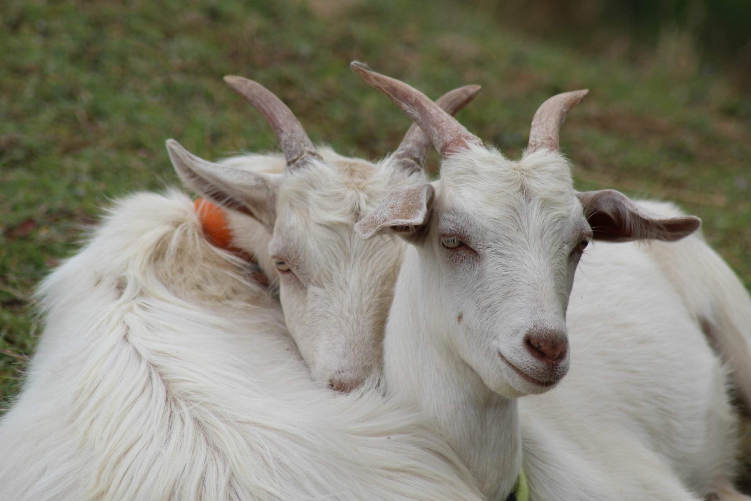 Dayboro Cottages & Llama Walks