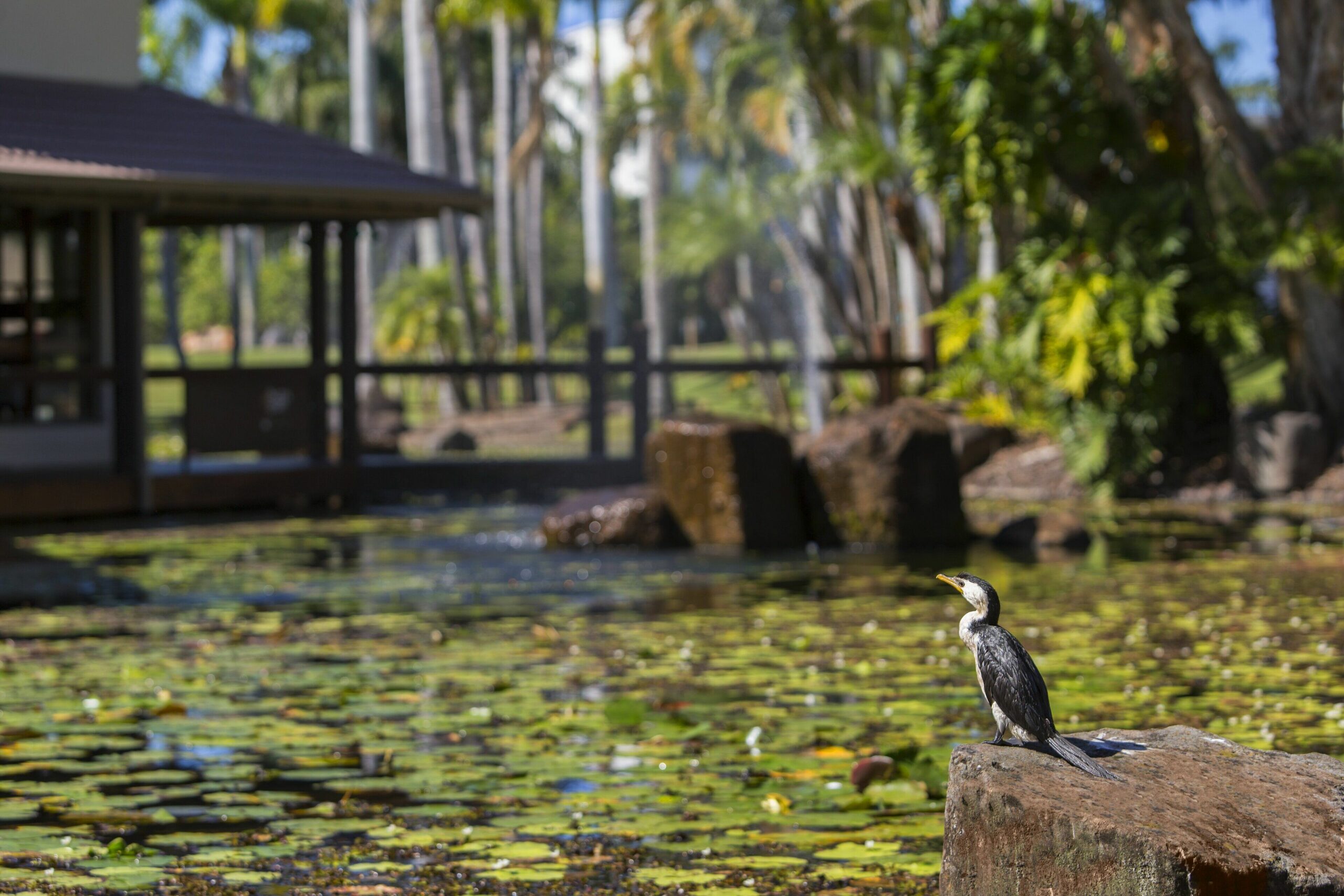 Oaks Sunshine Coast Oasis Resort