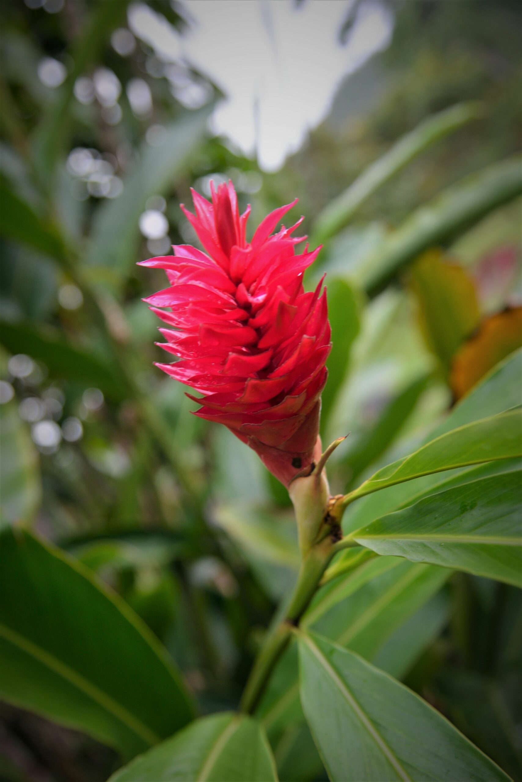 Mena Creek Flower House