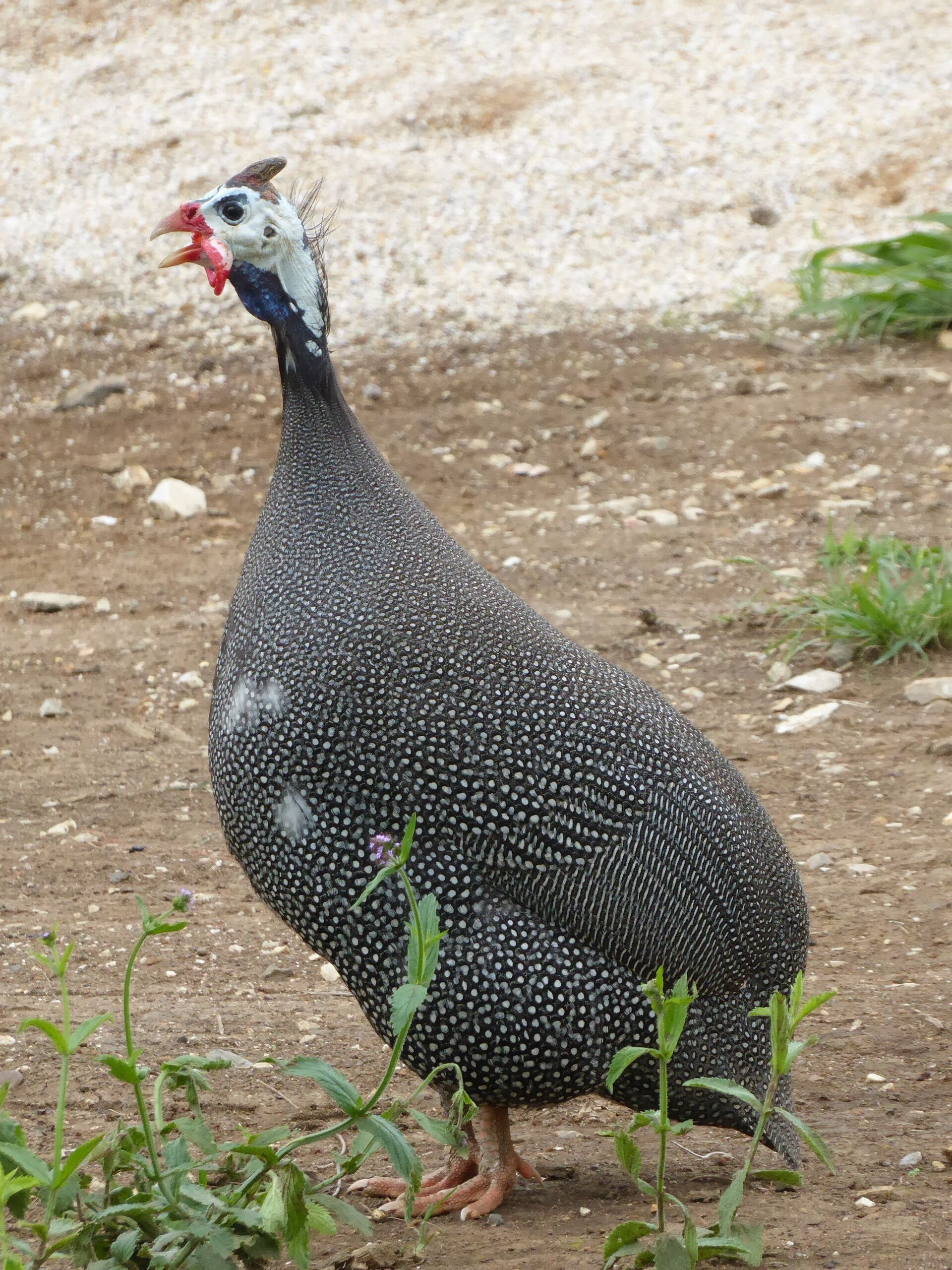 Mariefields Homestead-  Animals, Birds ,Wildlife ,Rainforest & Par 3 Golf