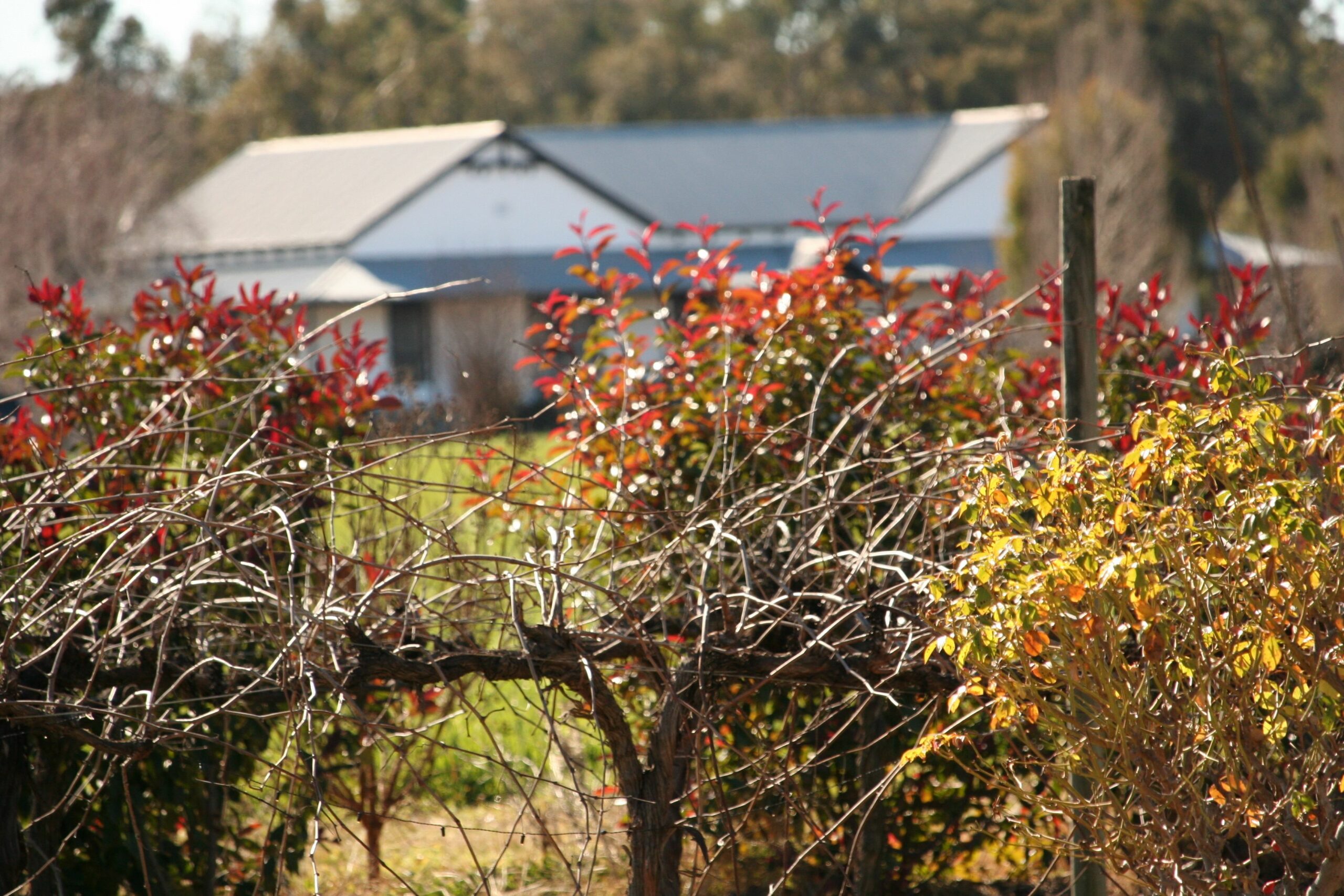 The Farmhouse at Blue Wren Wines