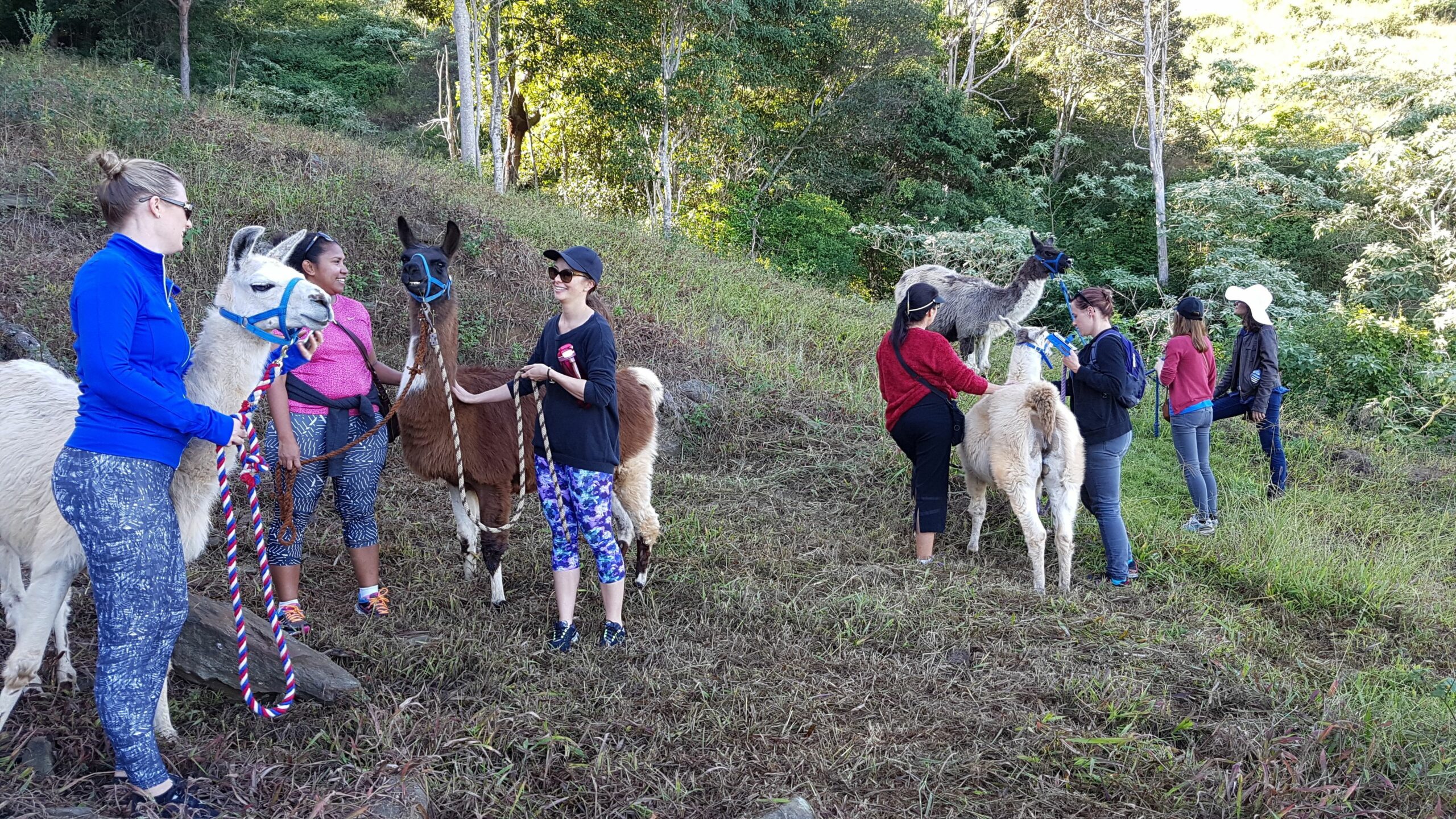Dayboro Cottages & Llama Walks
