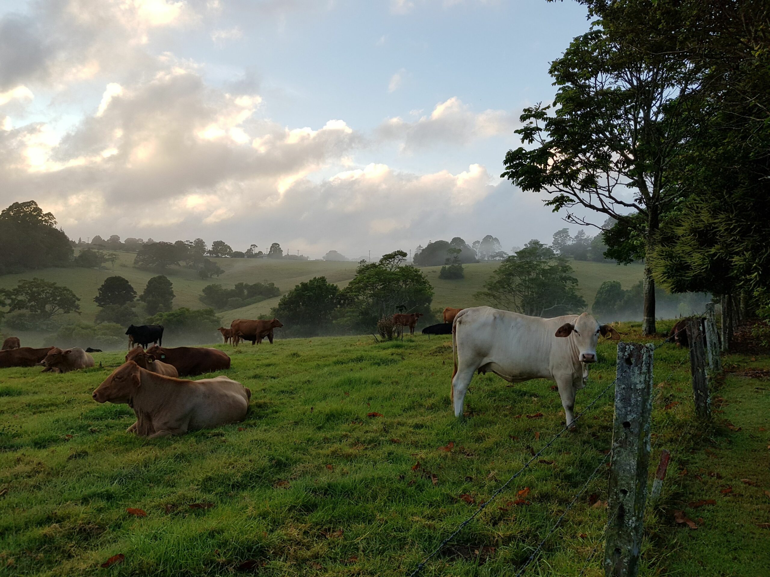 Seasons of Maleny B&B