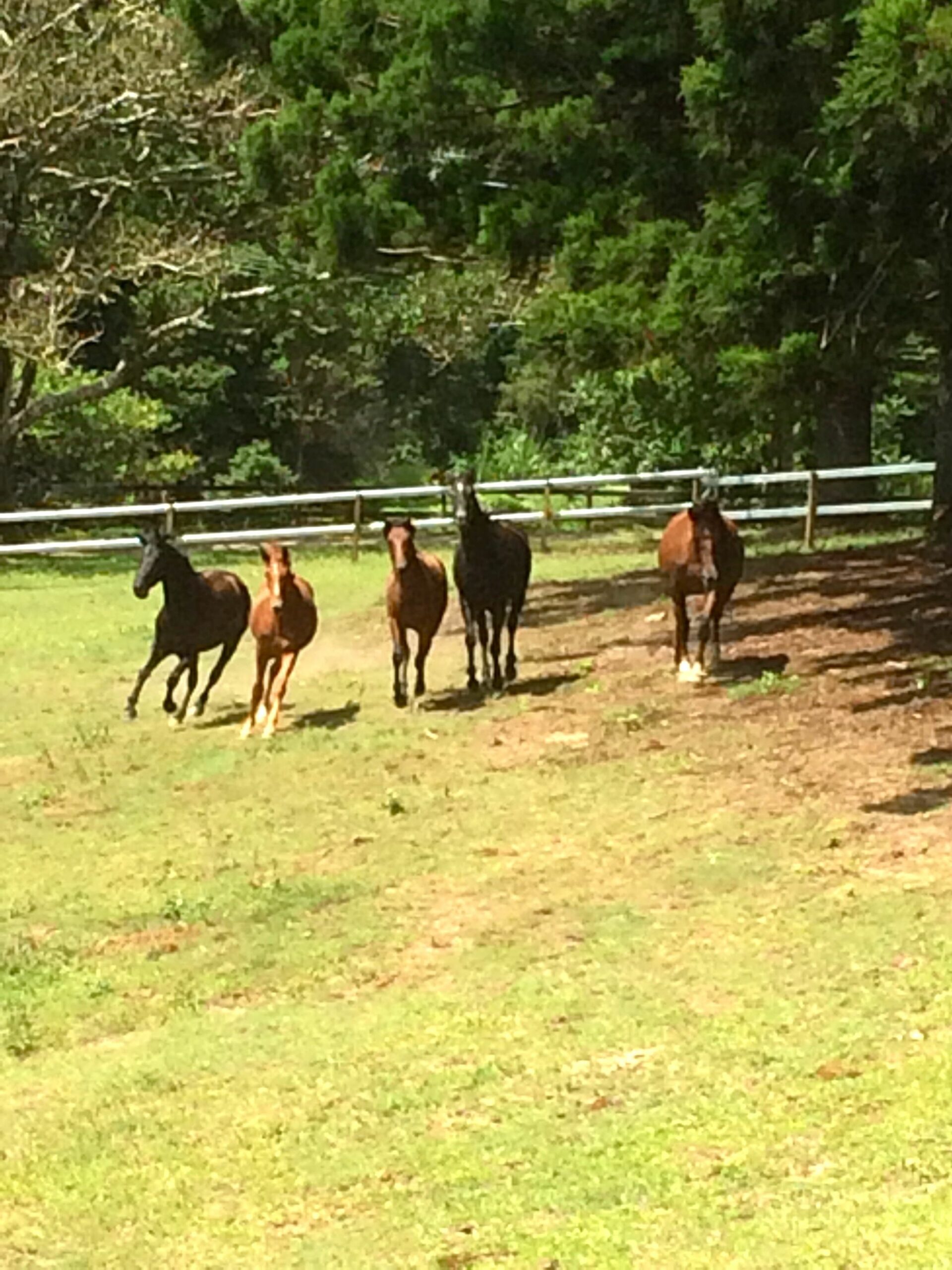 Ingleside Stud Farm