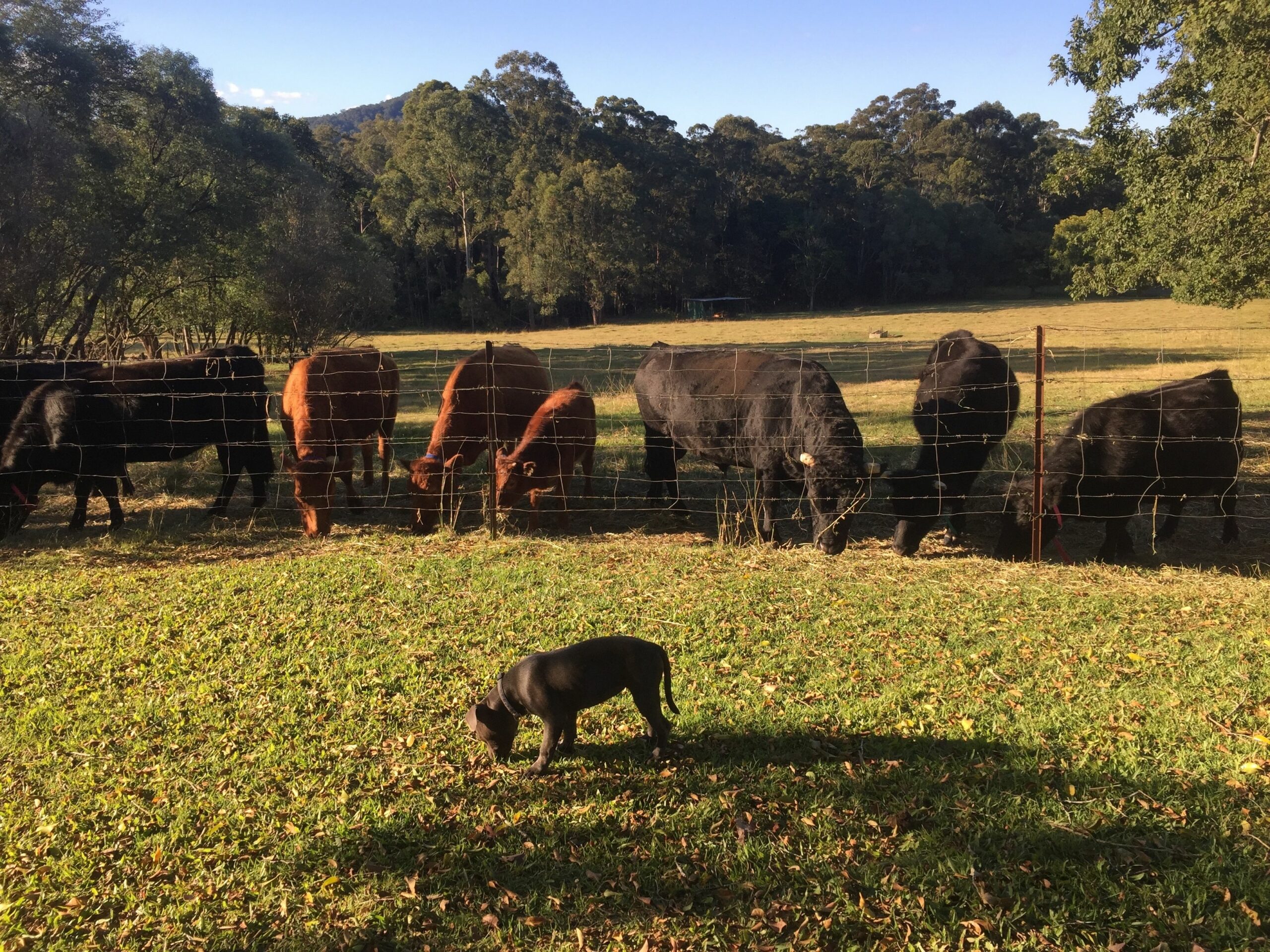 Blackwattle Farm B&B and Farm Stay