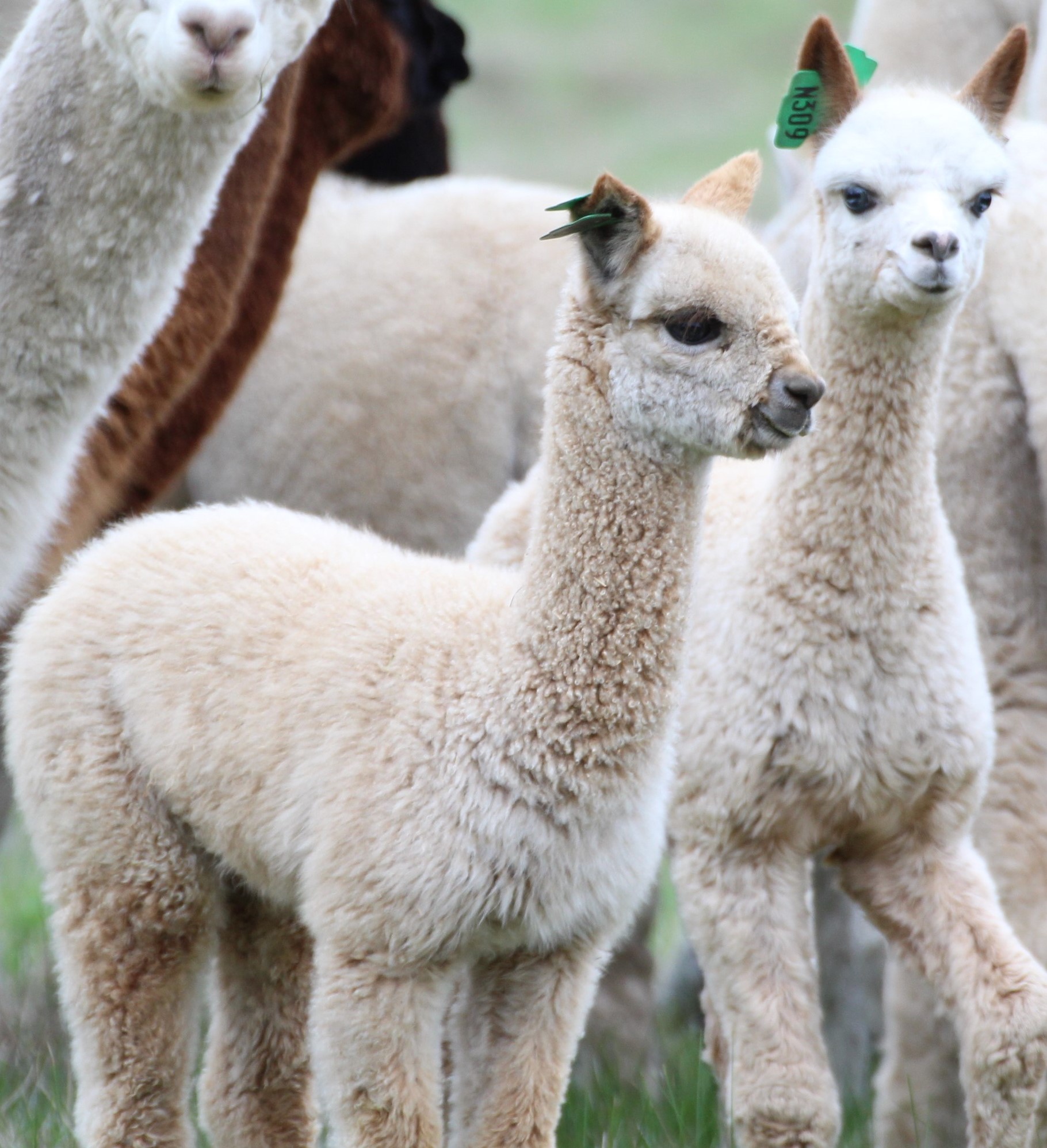Alpaca Farm 90 min Tour