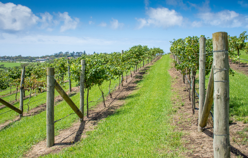 Winery & Waterfall Tour