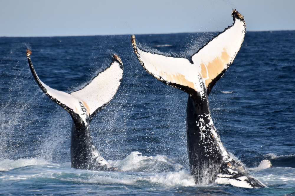 Whale Watch Perth ~ VIP Captains Lounge ~