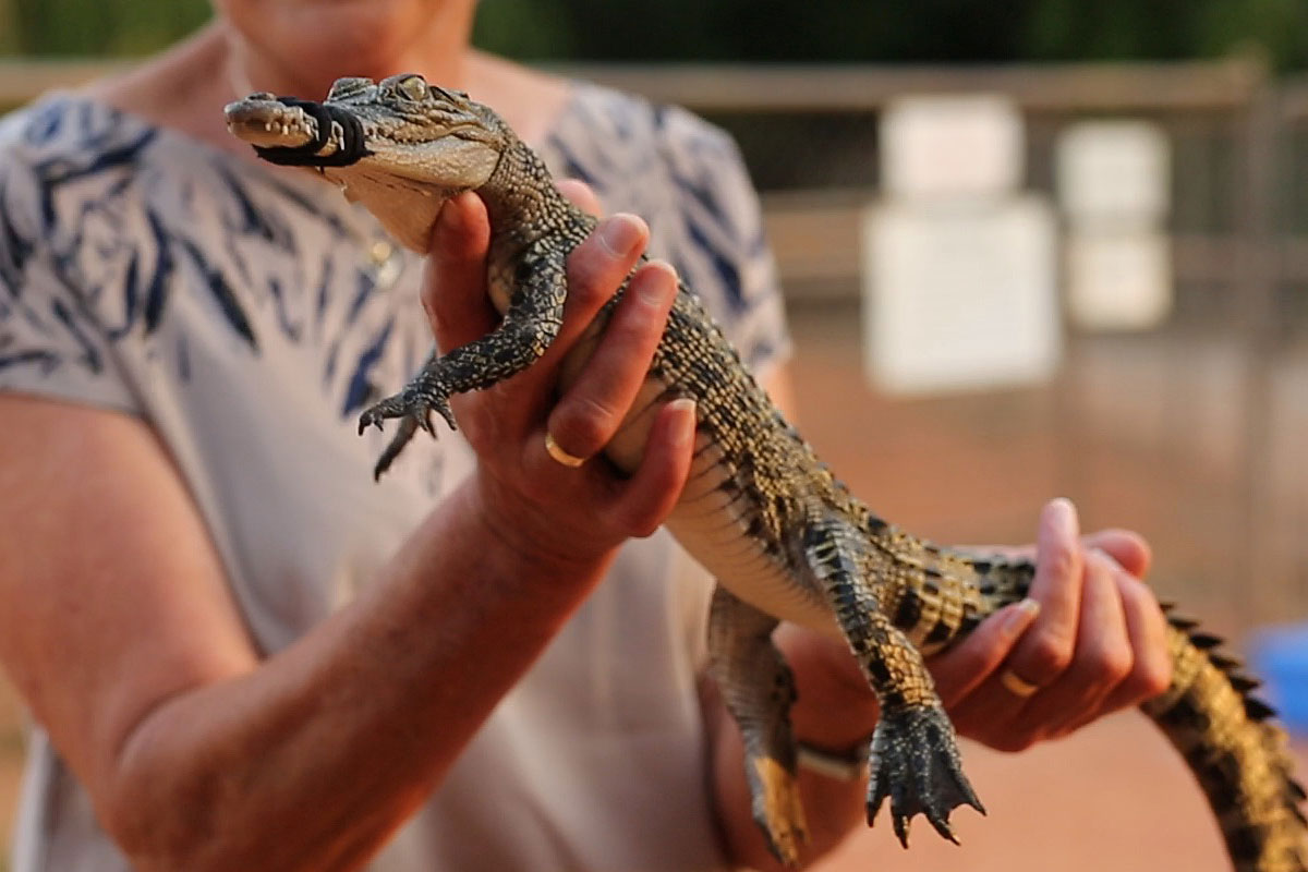 Jaws & Claws Adventure |  Malcolm Douglas Crocodile Park