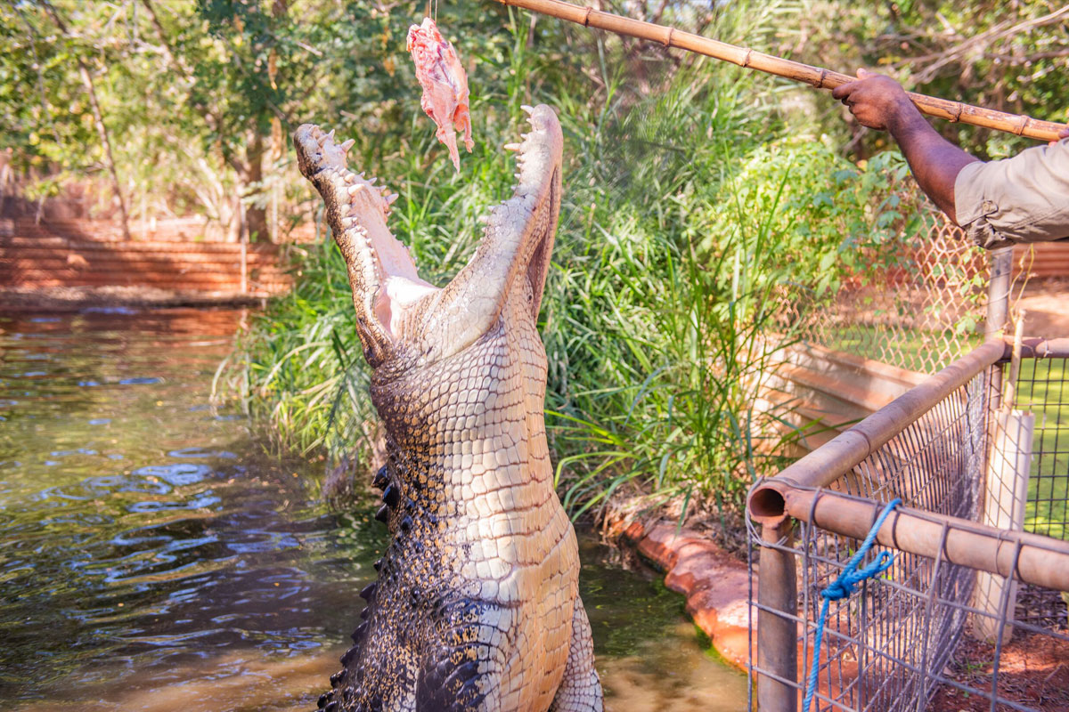 Jaws & Claws Adventure |  Malcolm Douglas Crocodile Park