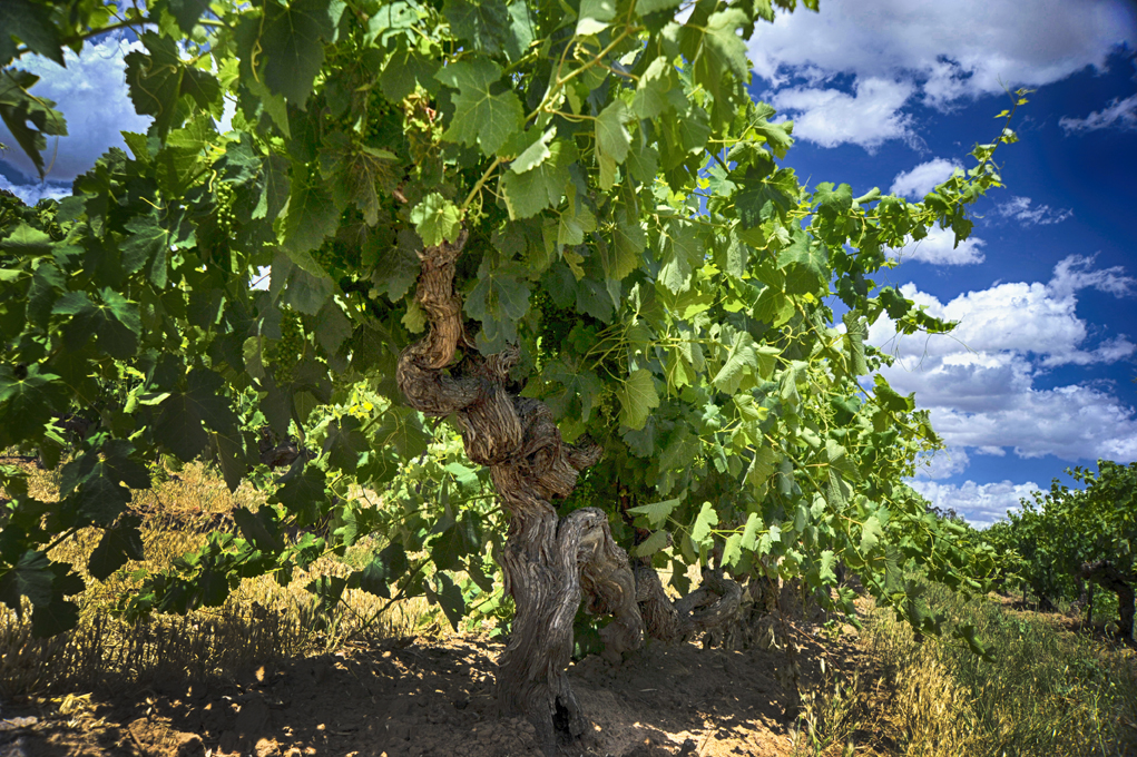 Fruit of the Vine - Barossa Valley