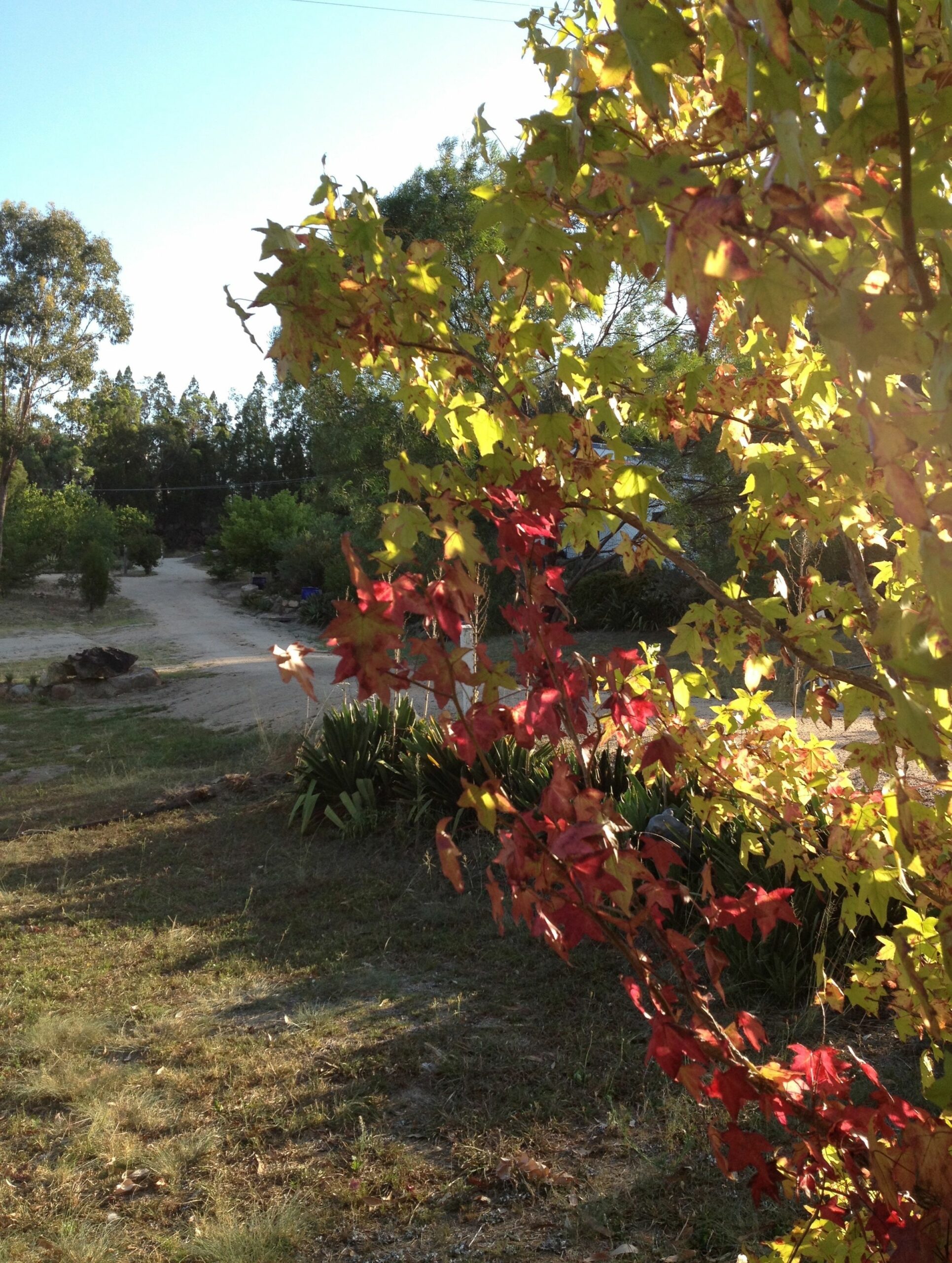 Glen Aplin Gardens B&B