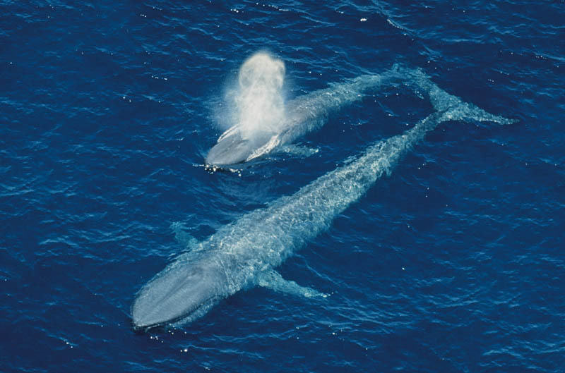 Perth Canyon Blue Whale Experience