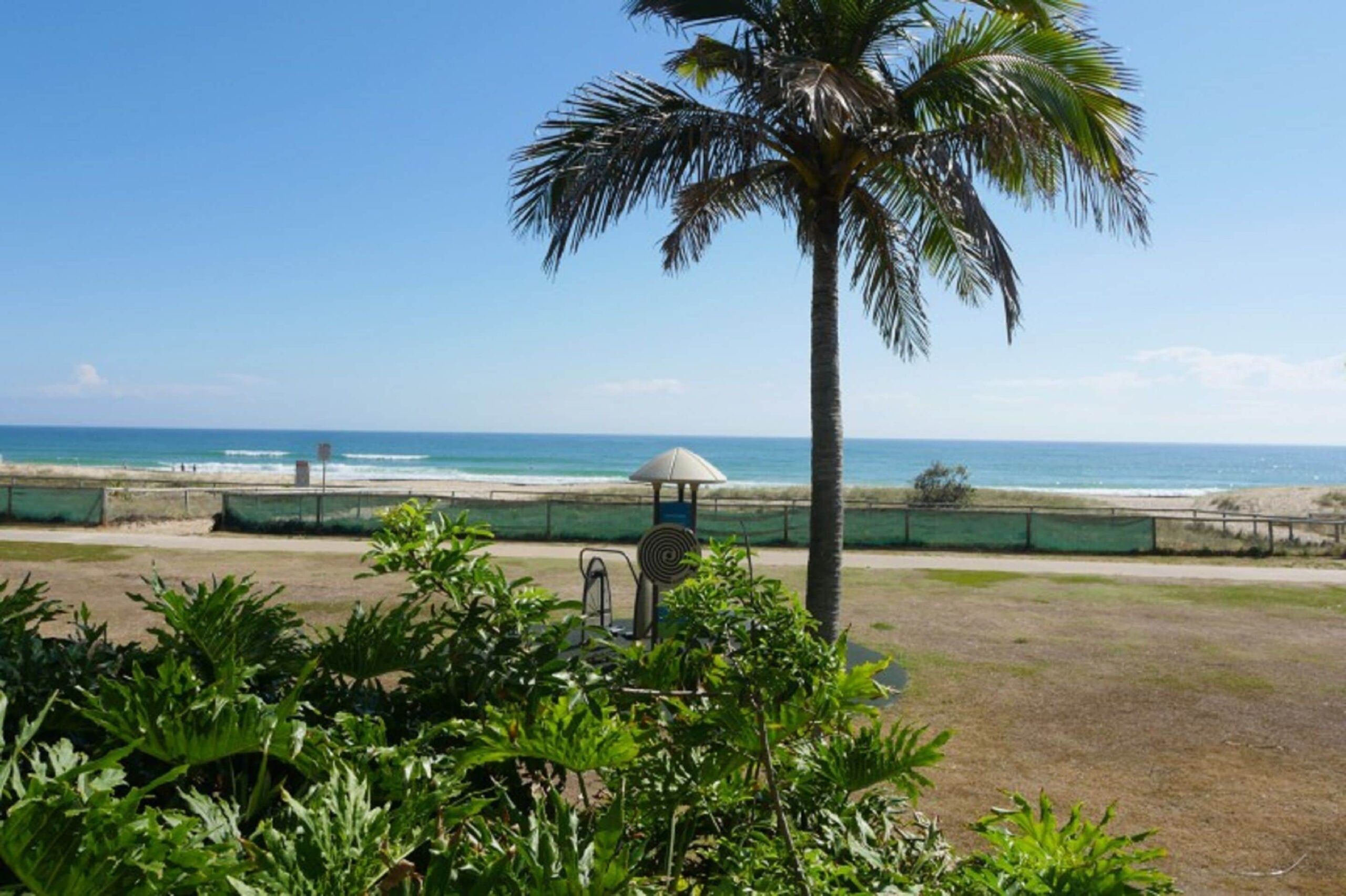 Princess Palm on the Beach