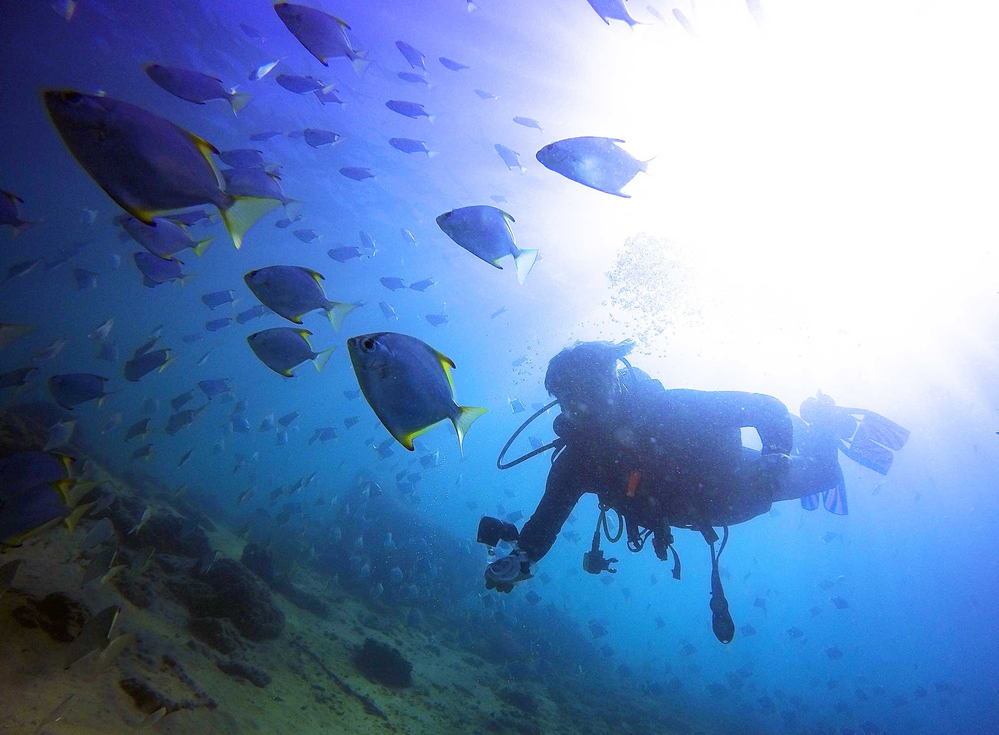 PADI Open Water Course