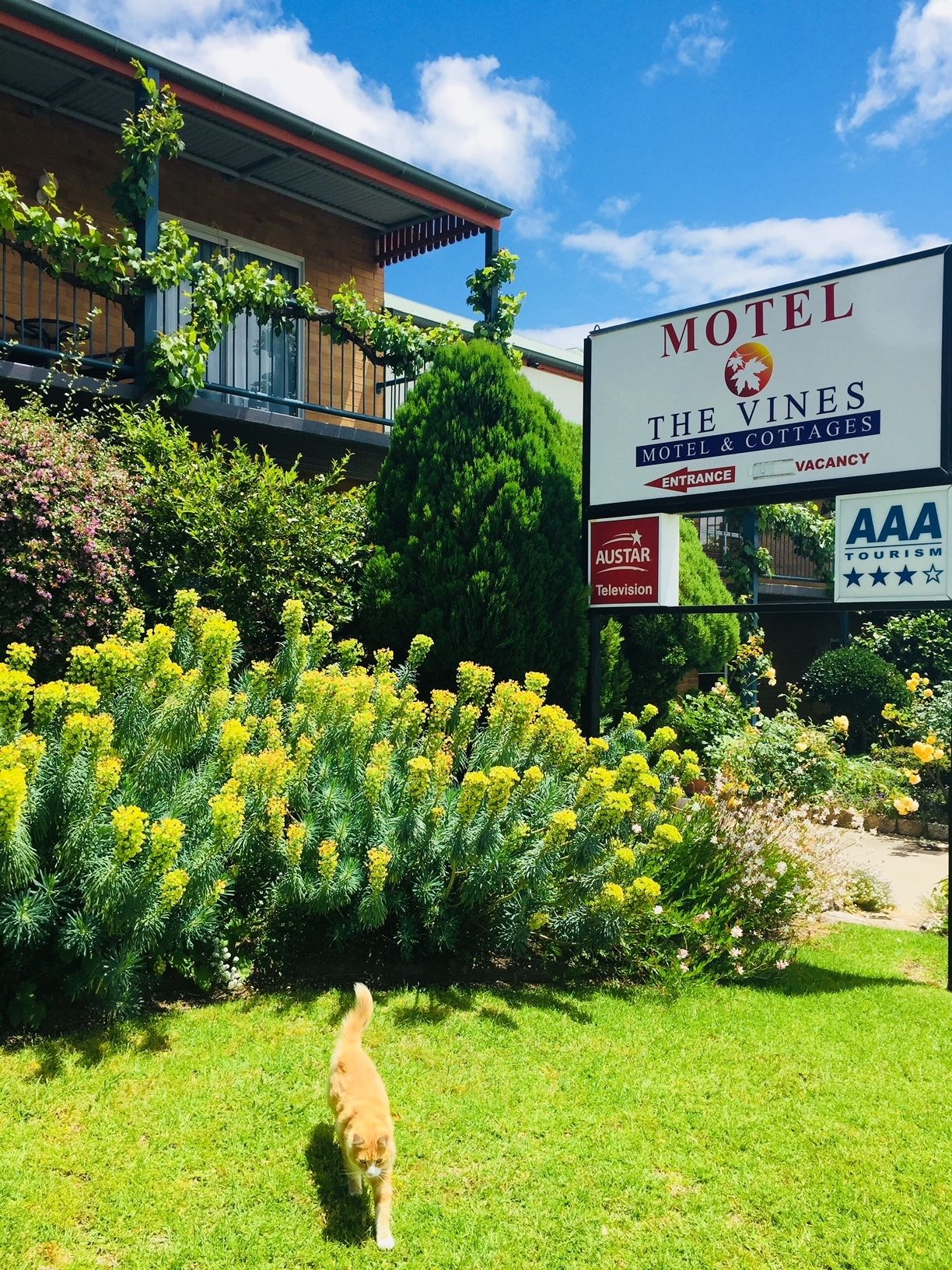 The Vines Motel and Cottages